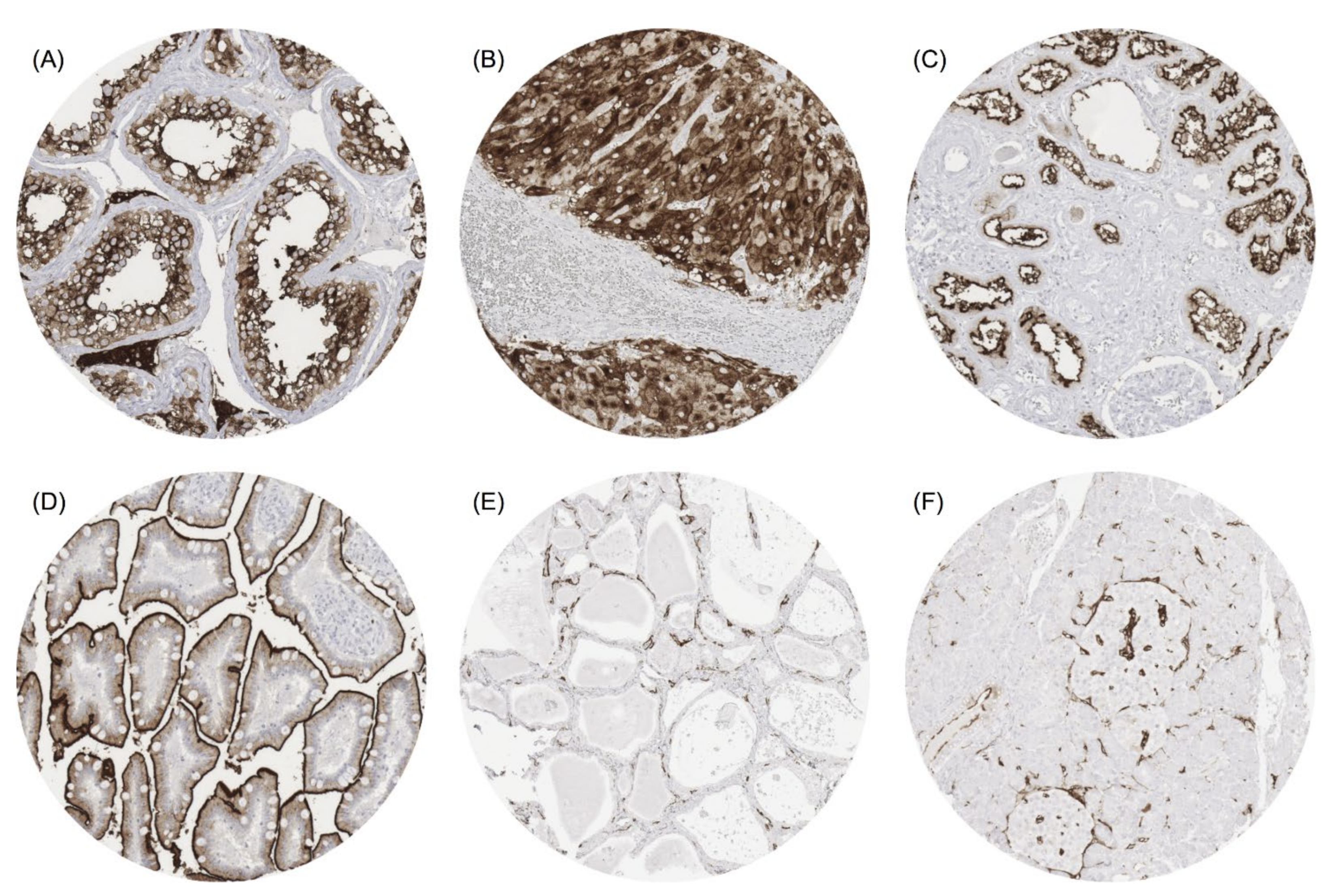 Biomedicines 09 01831 g001 550