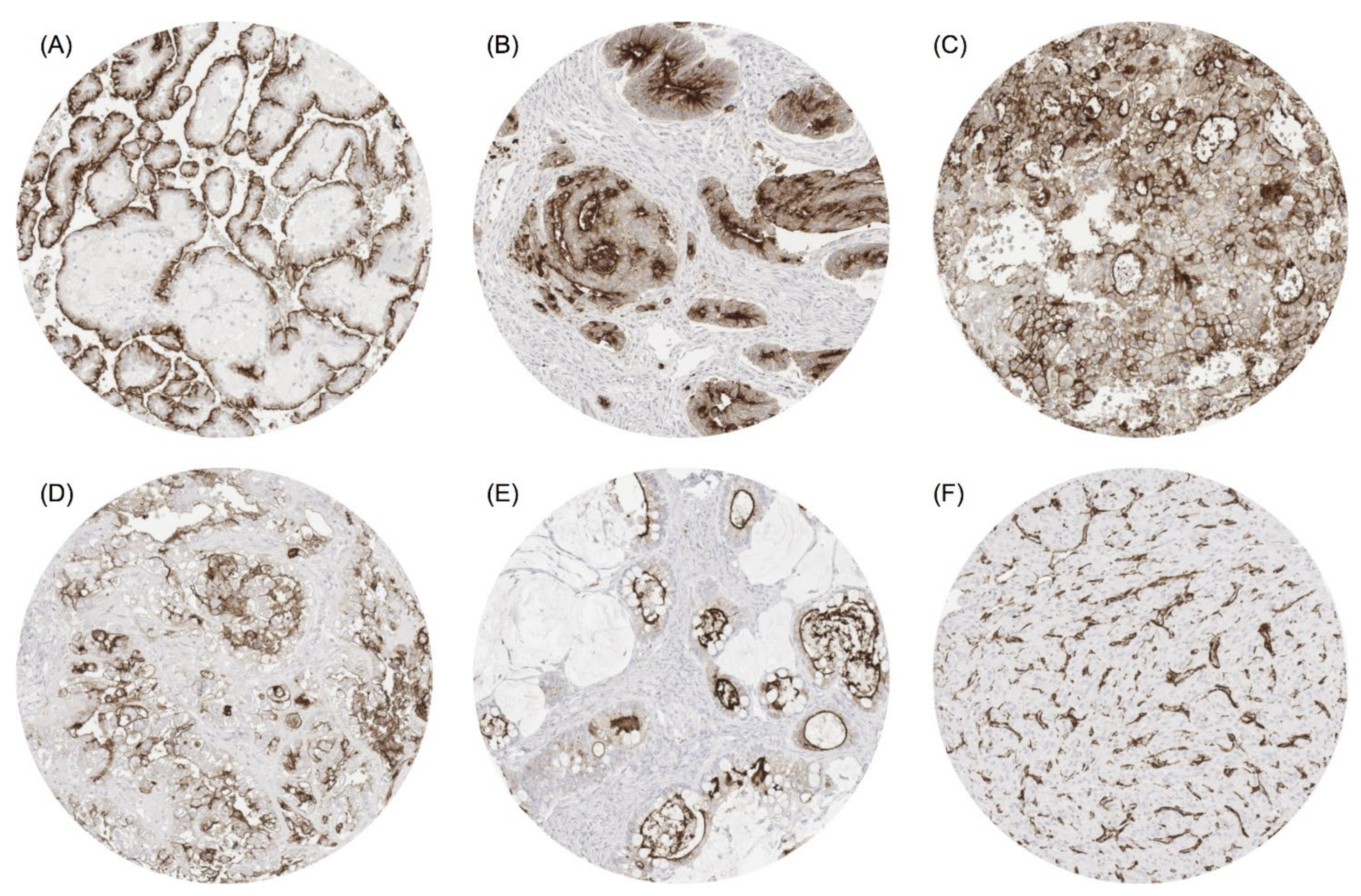 Biomedicines 09 01831 g002 550