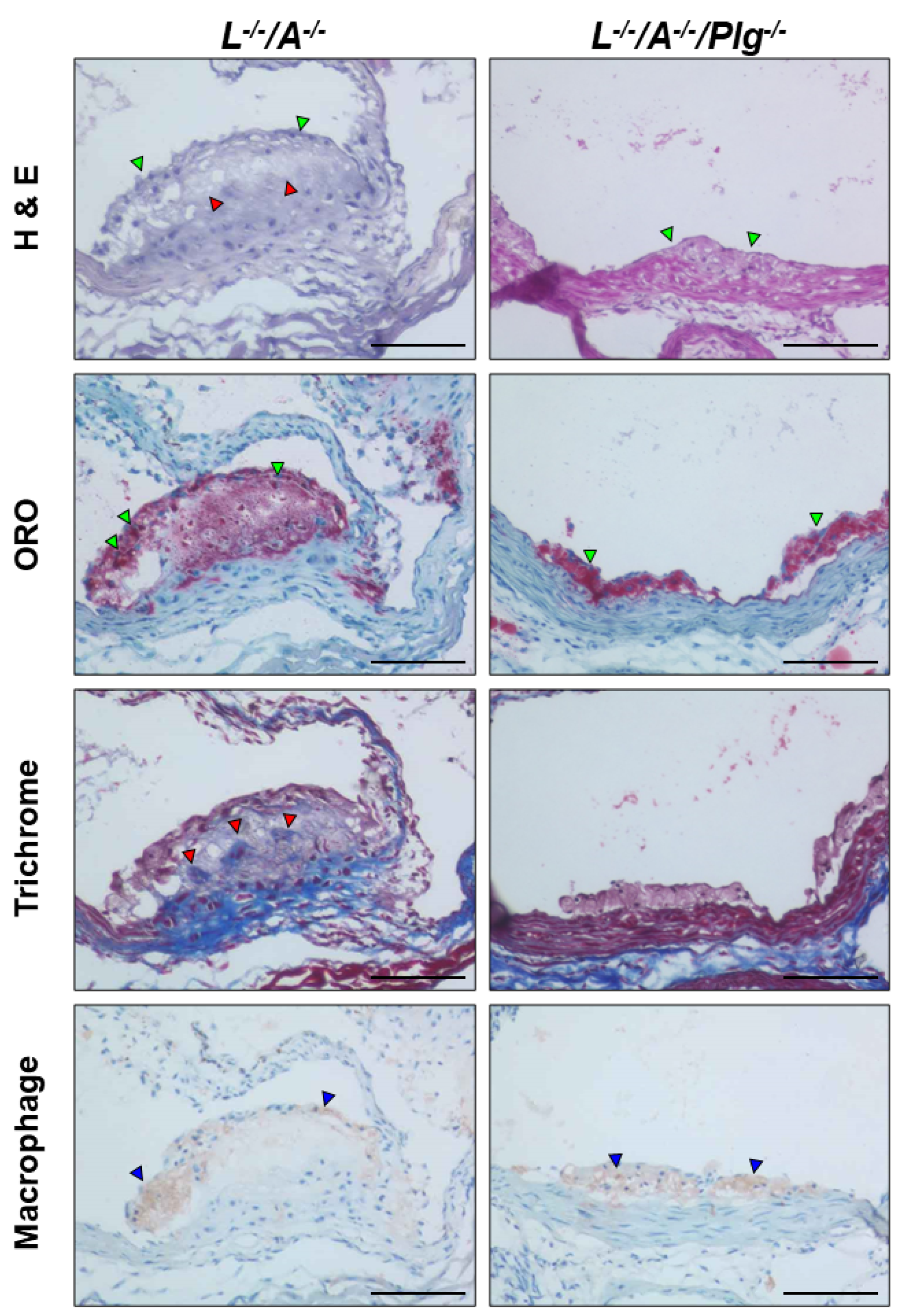 Biomedicines 09 01832 g003 Biomedicines 09 01832 g003