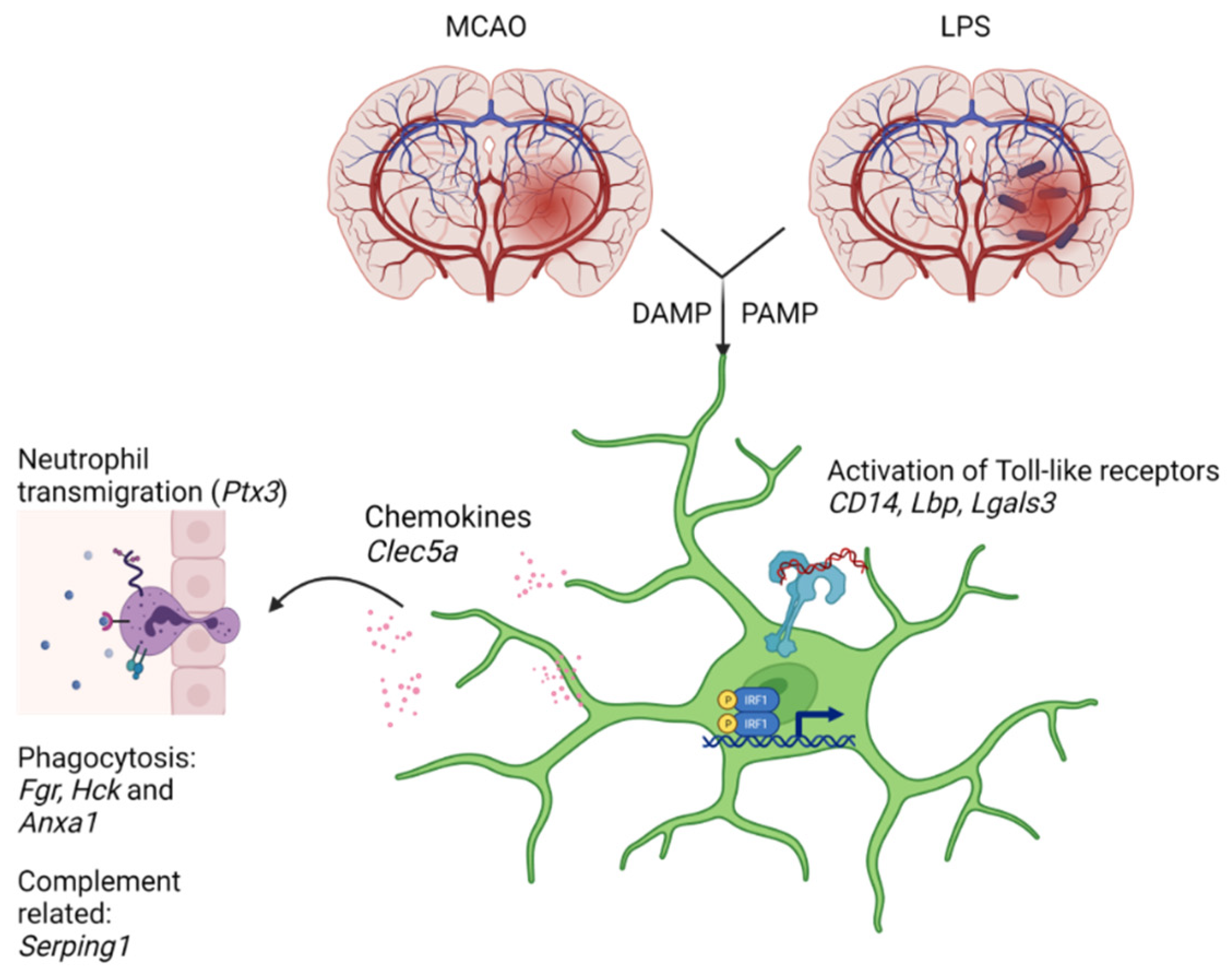 Biomedicines 09 01840 g004 Biomedicines 09 01840 g004