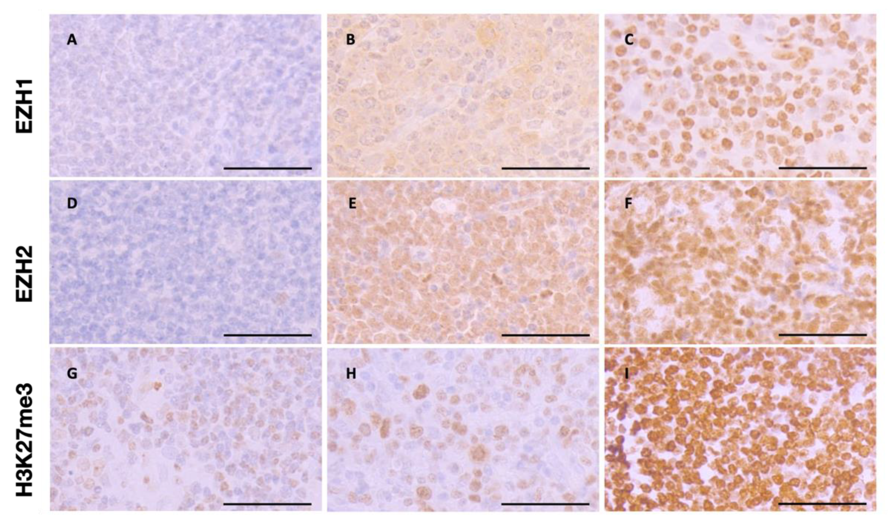 Biomedicines 09 01842 g003