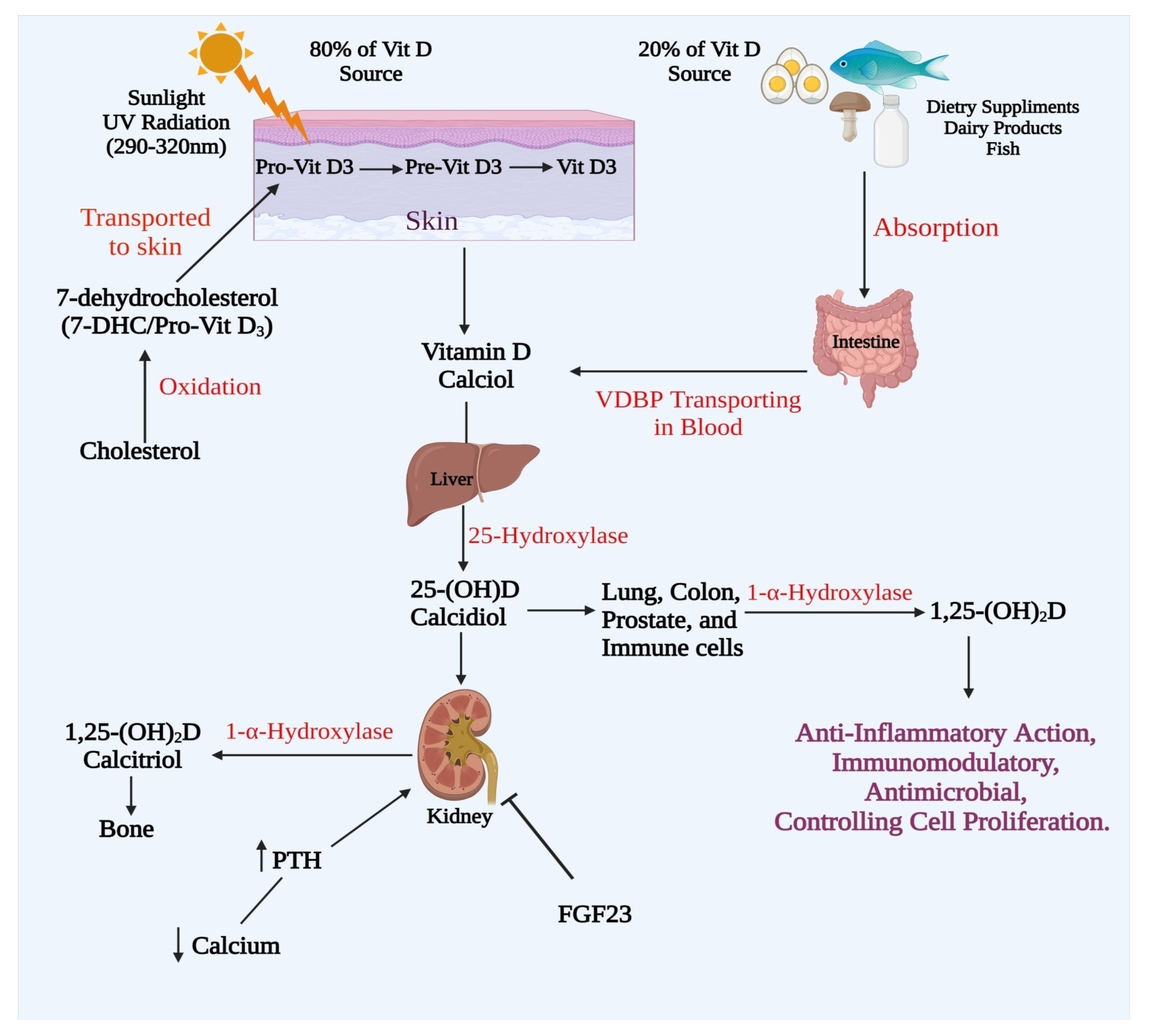 Current Overview on Therapeutic Potential of Vitamin D in