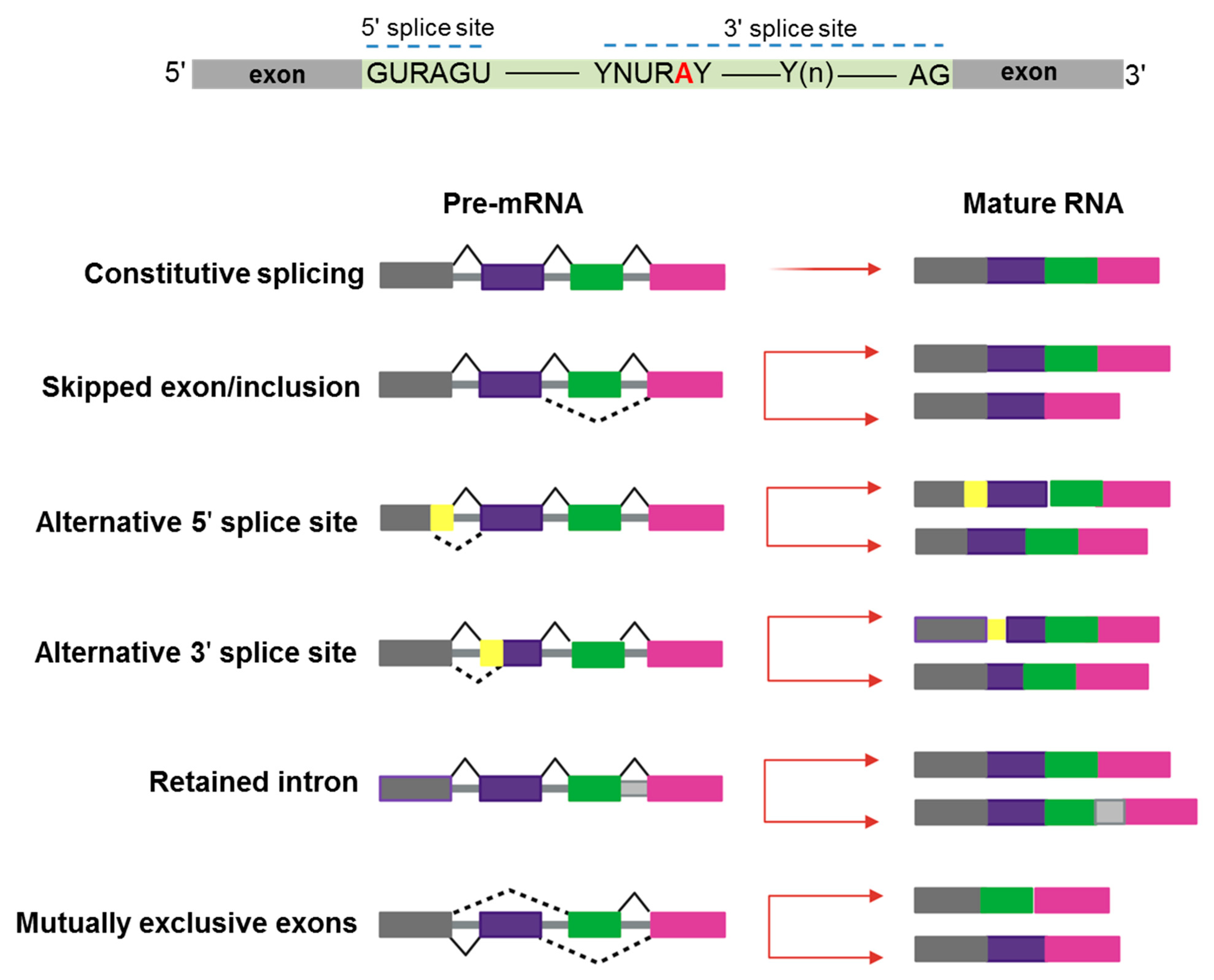 Biomedicines Free FullText Alternative Splicing In Myeloid 