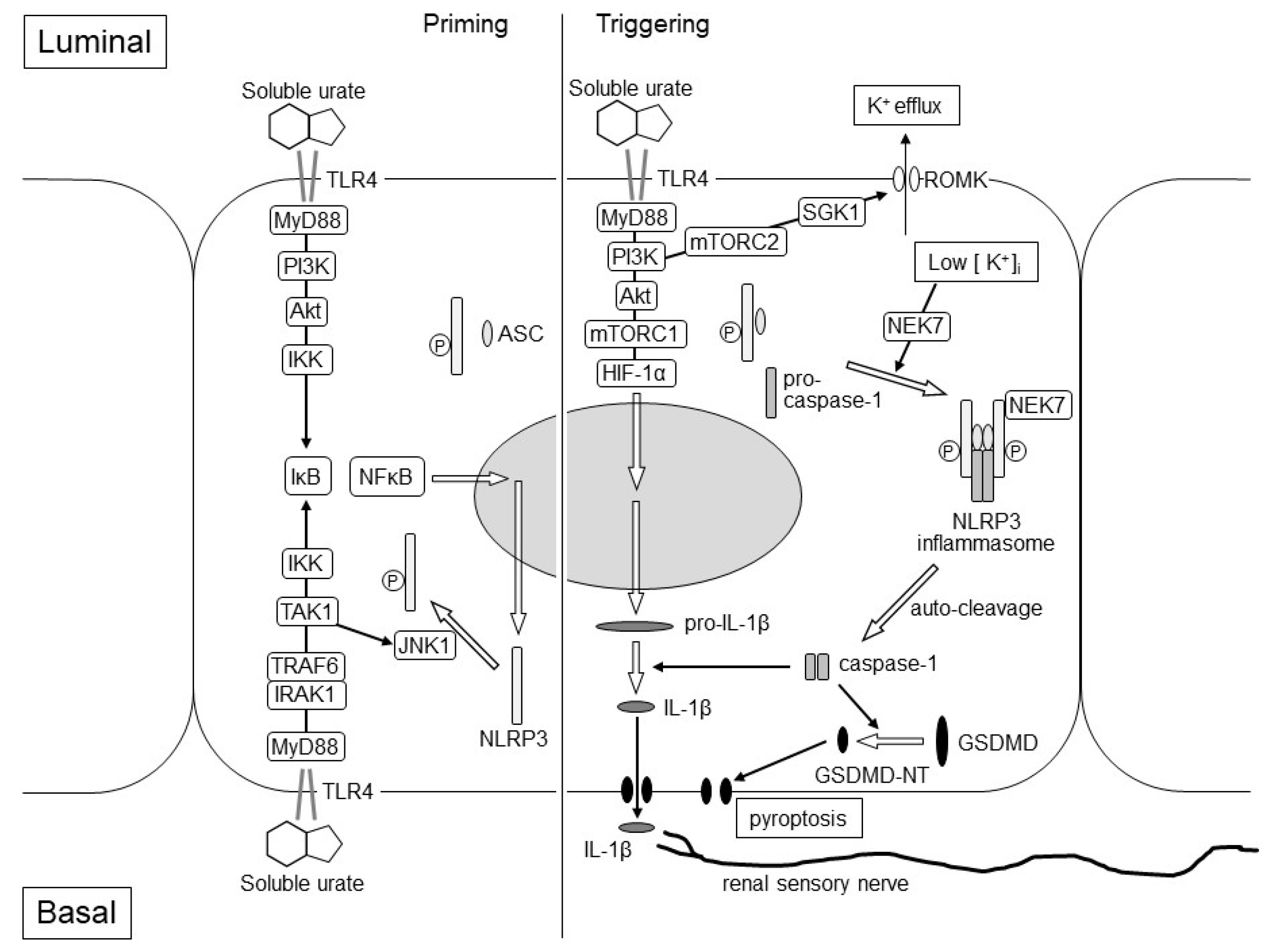 Biomedicines 09 01847 g003