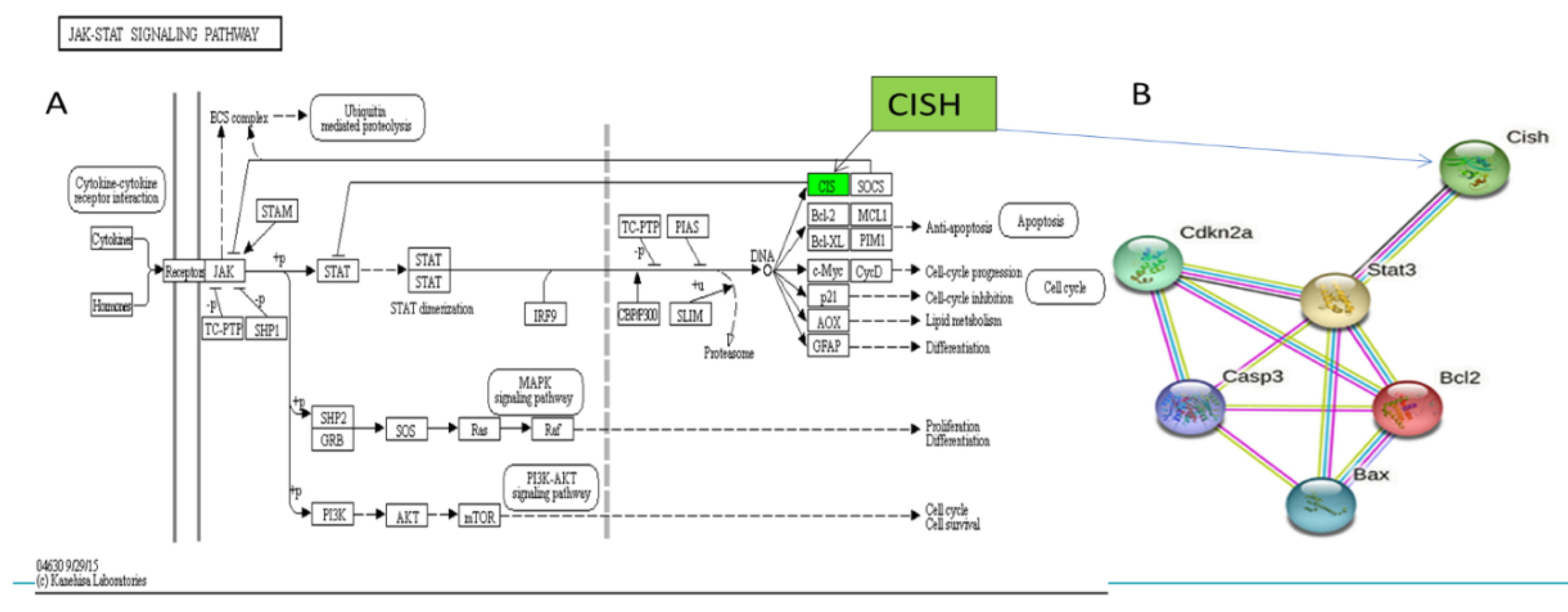 Biomedicines 09 01849 g005