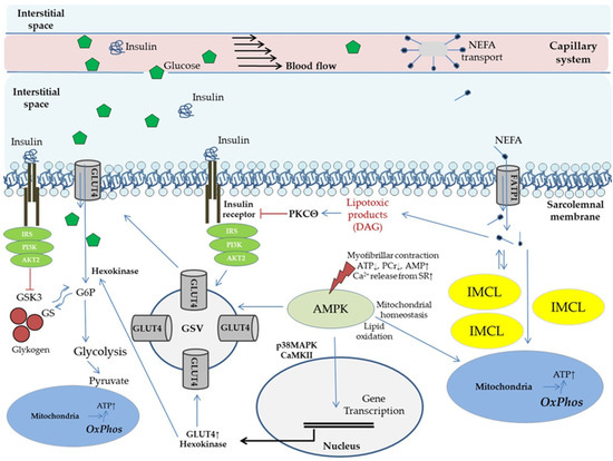 Biomedicines, Free Full-Text