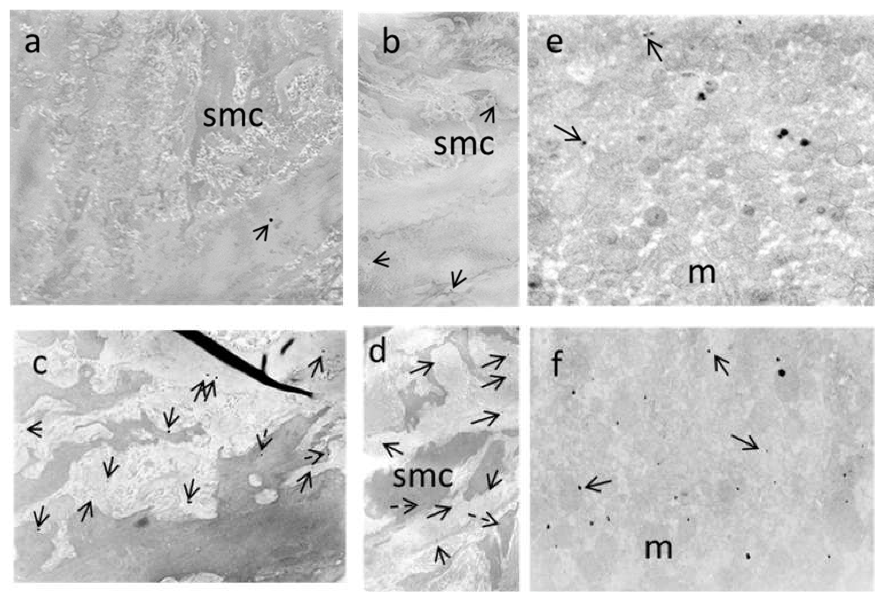 Biomedicines 09 01855 g012 550