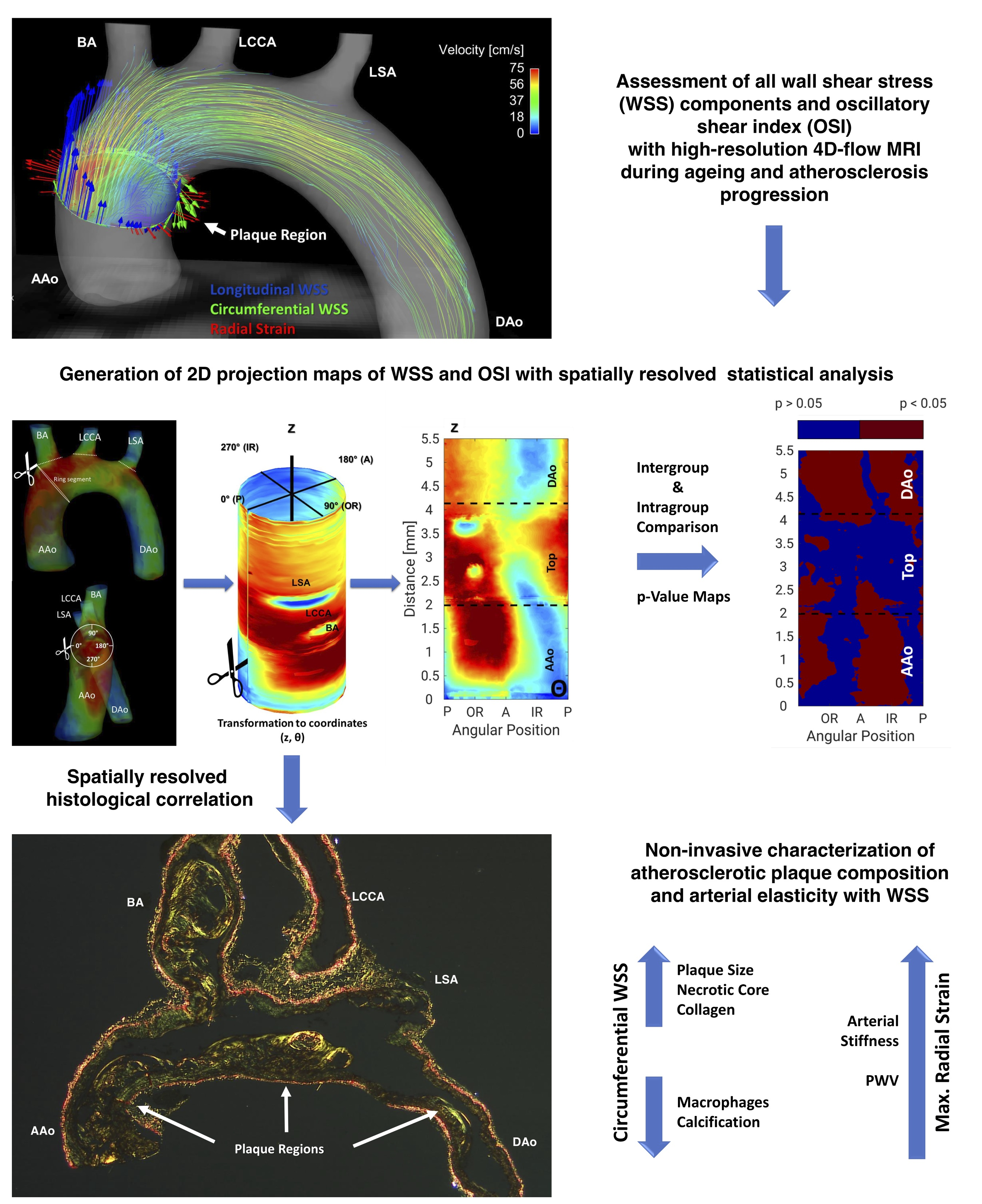 Biomedicines Free Full Text 2d Projection Maps Of Wss And Osi Reveal Distinct Spatiotemporal Changes In Hemodynamics In The Murine Aorta During Ageing And Atherosclerosis