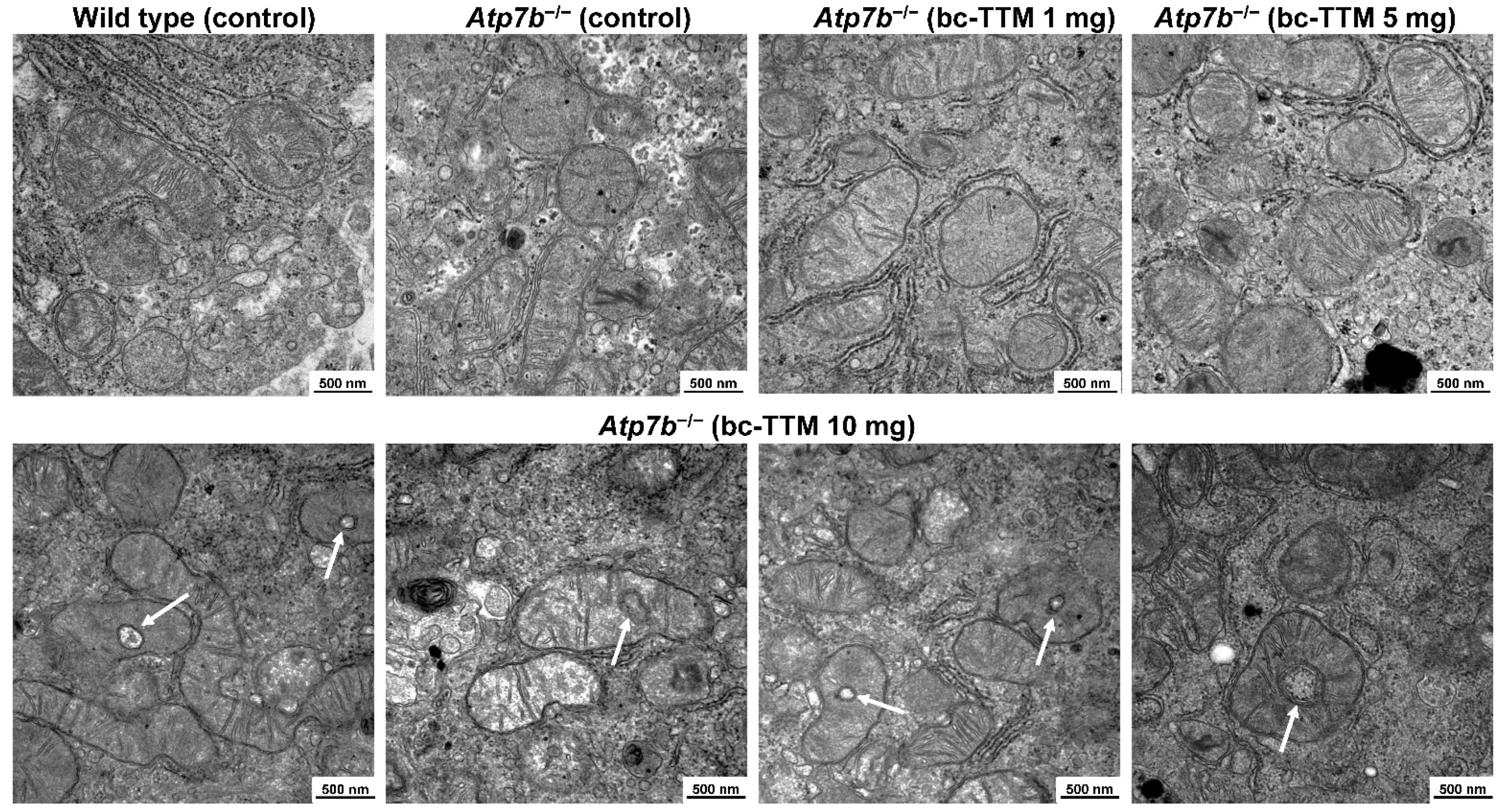 Biomedicines 09 01861 g002