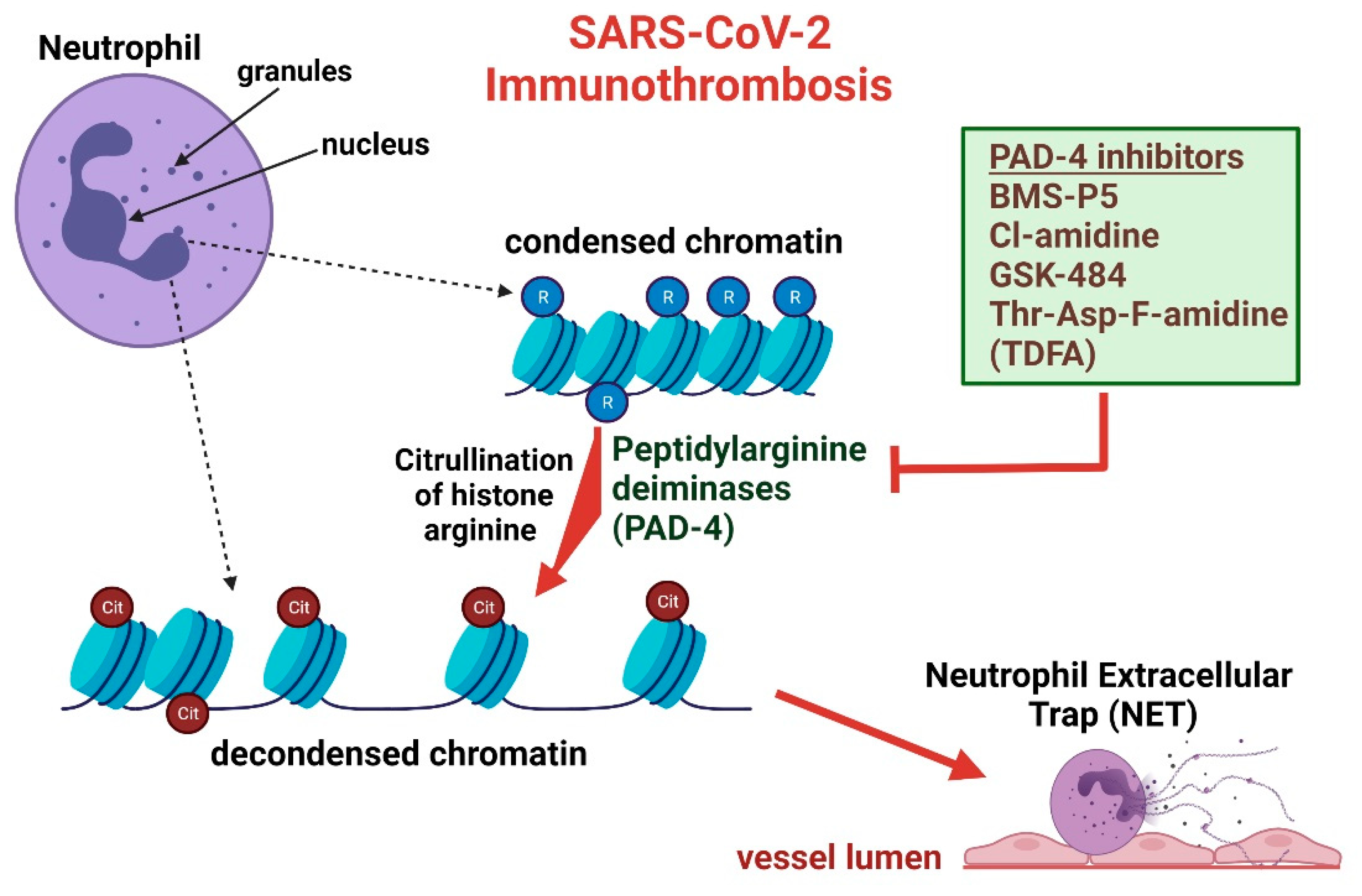 Biomedicines 09 01867 g001