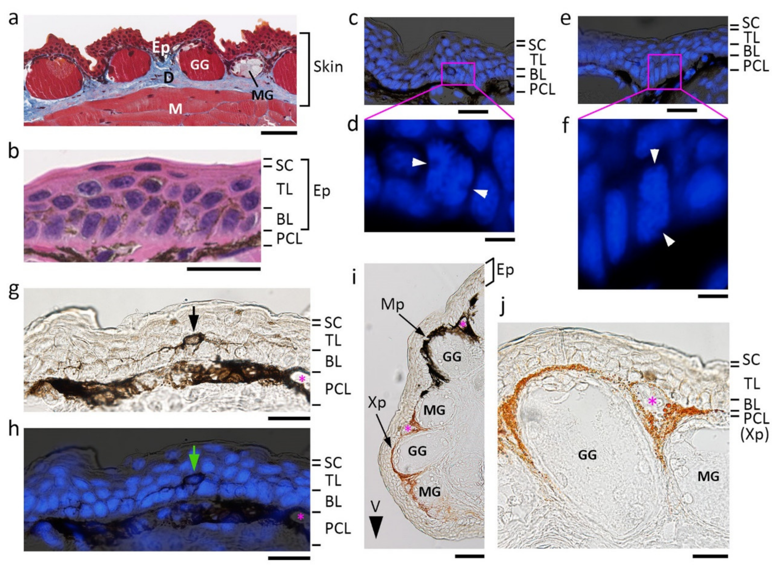 Biomedicines 09 01892 g001