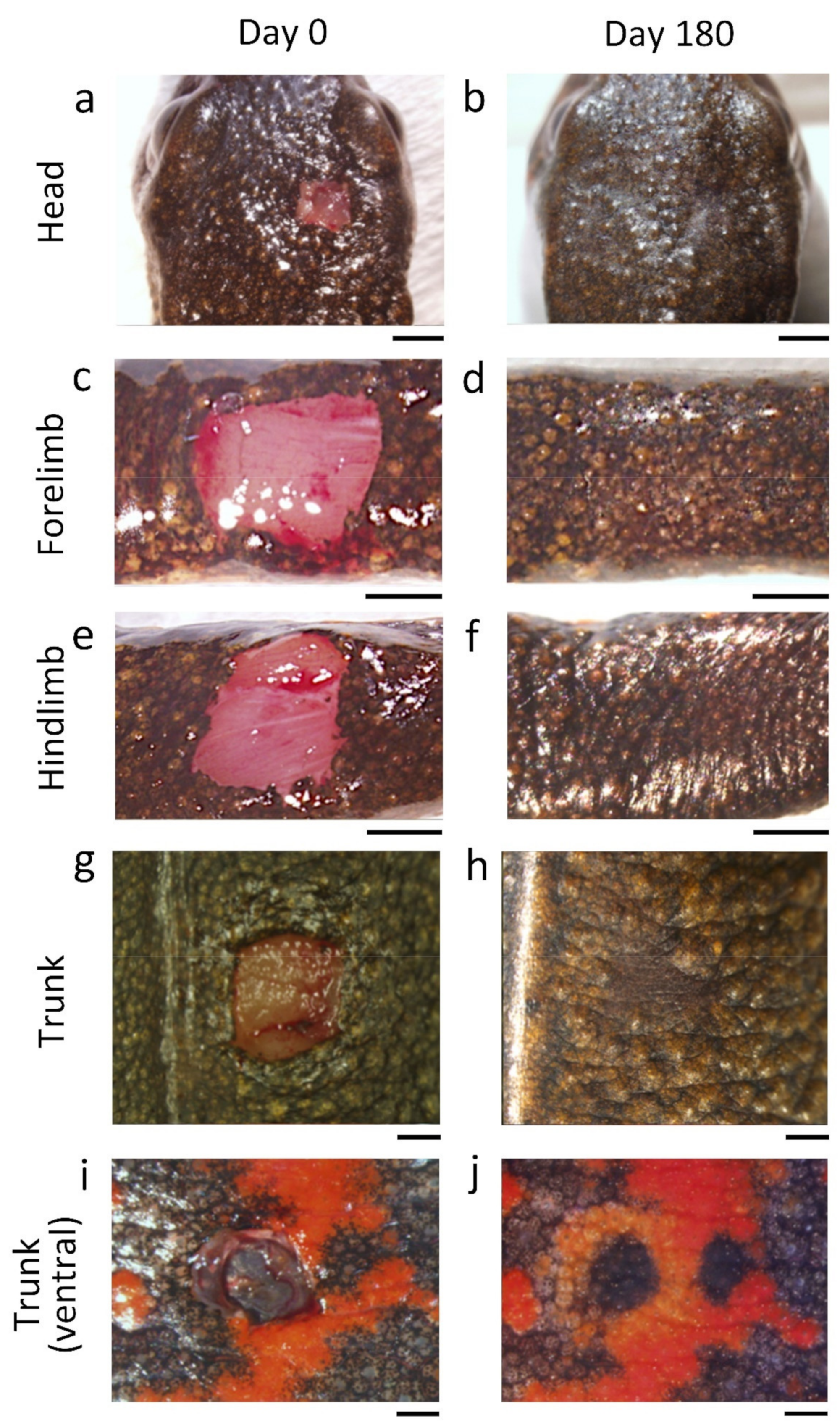 Biomedicines 09 01892 g004