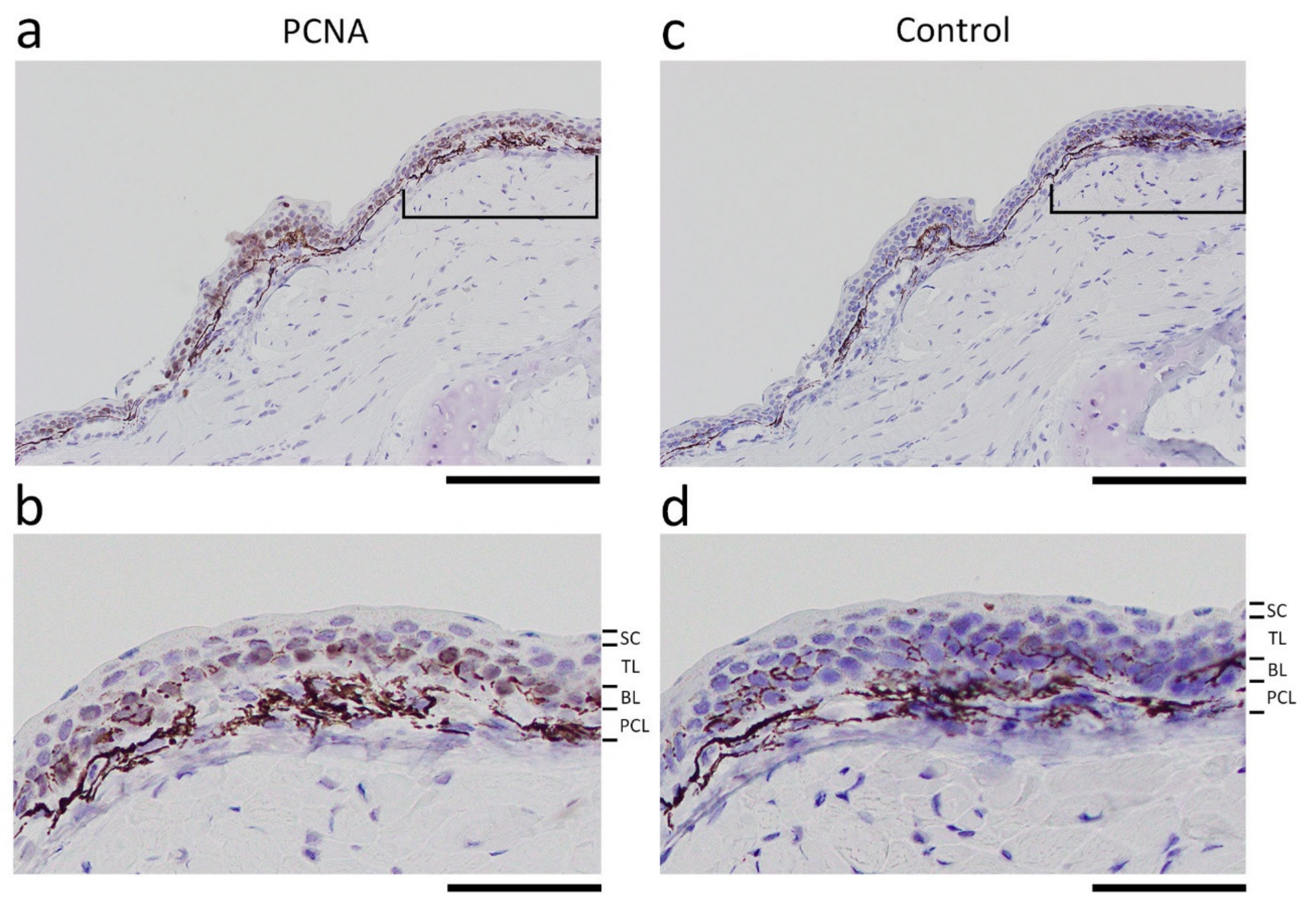 Biomedicines 09 01892 g008