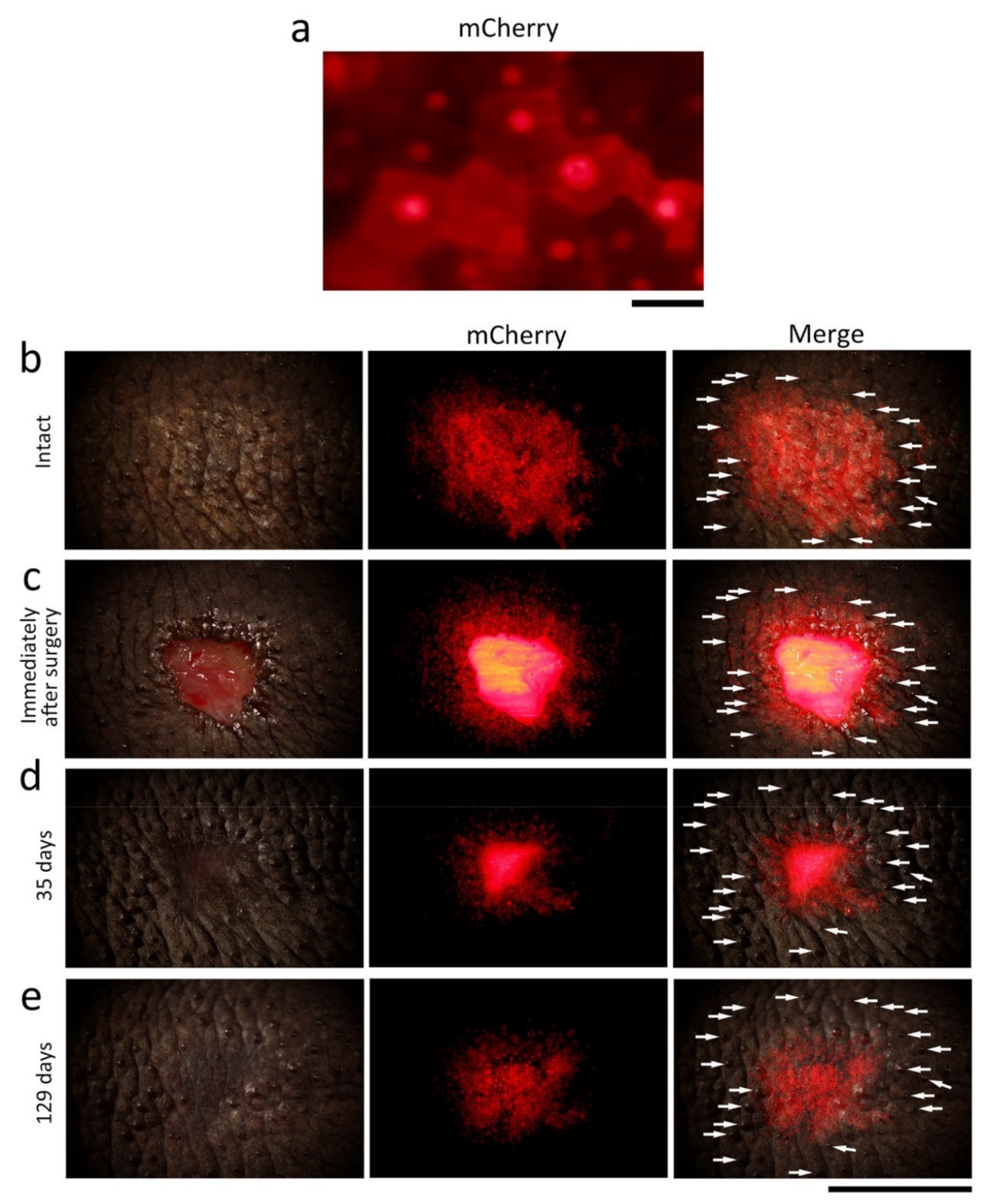 Biomedicines 09 01892 g010