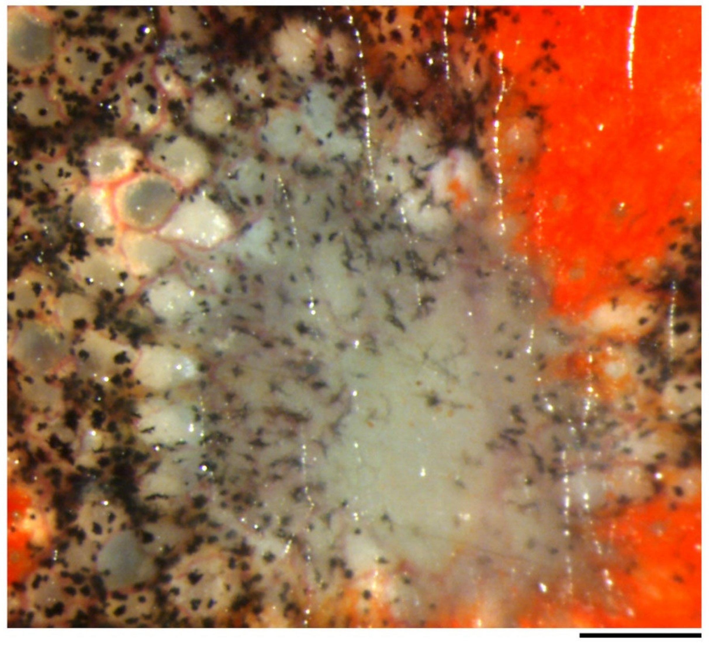 Biomedicines 09 01892 g015