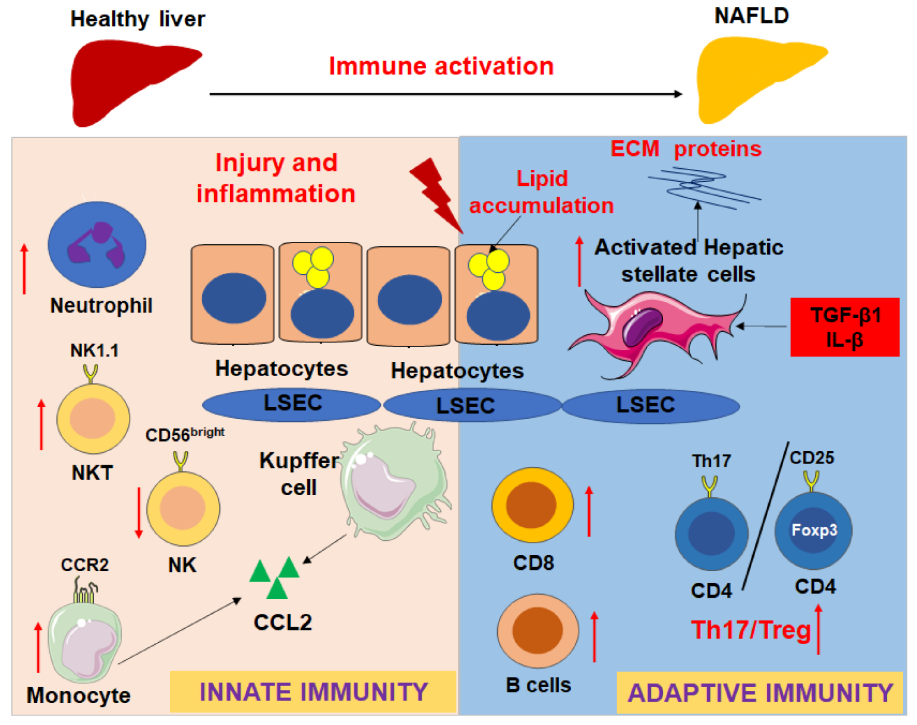 Biomedicines 09 01893 g002 550