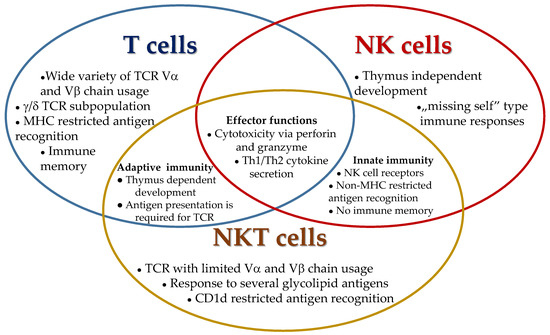 biomedicines-free-full-text-the-role-of-type-i-and-type-ii-nkt