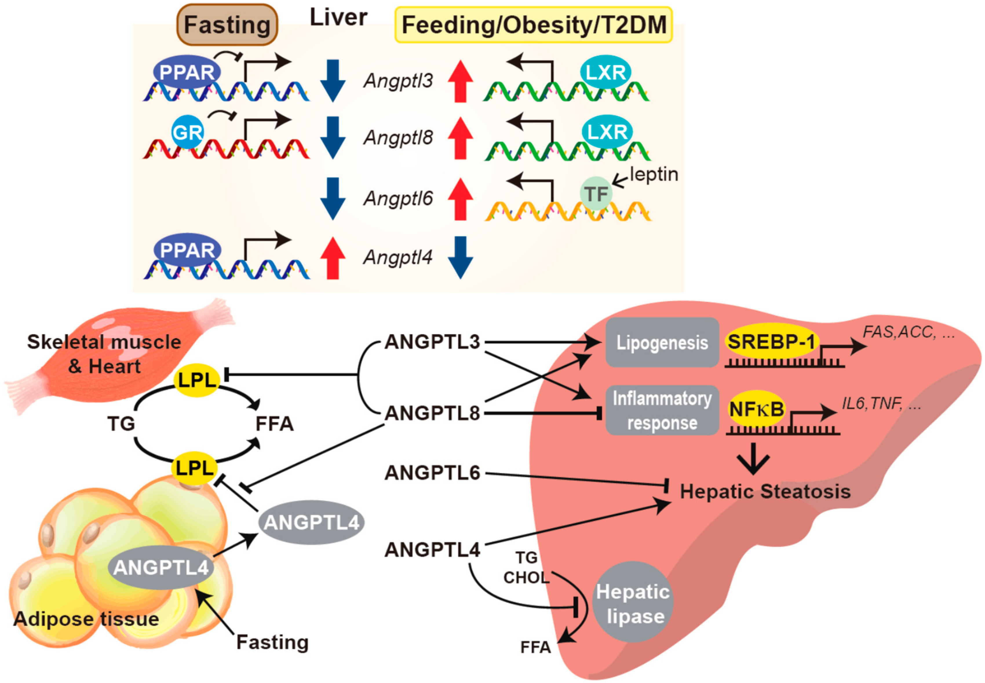 Biomedicines 09 01903 g001 Biomedicines 09 01903 g001