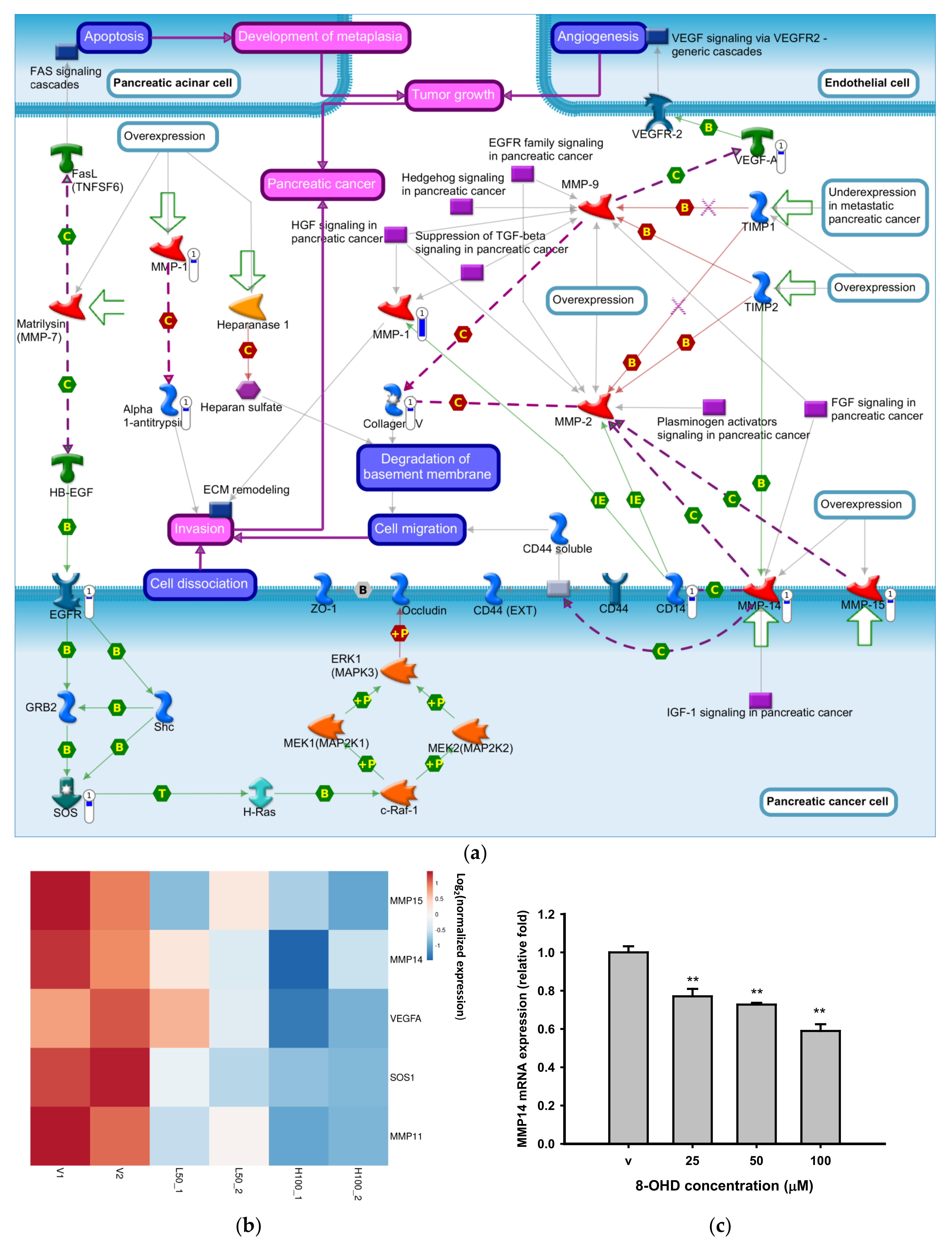 Biomedicines 09 01907 g004a Biomedicines 09 01907 g004a