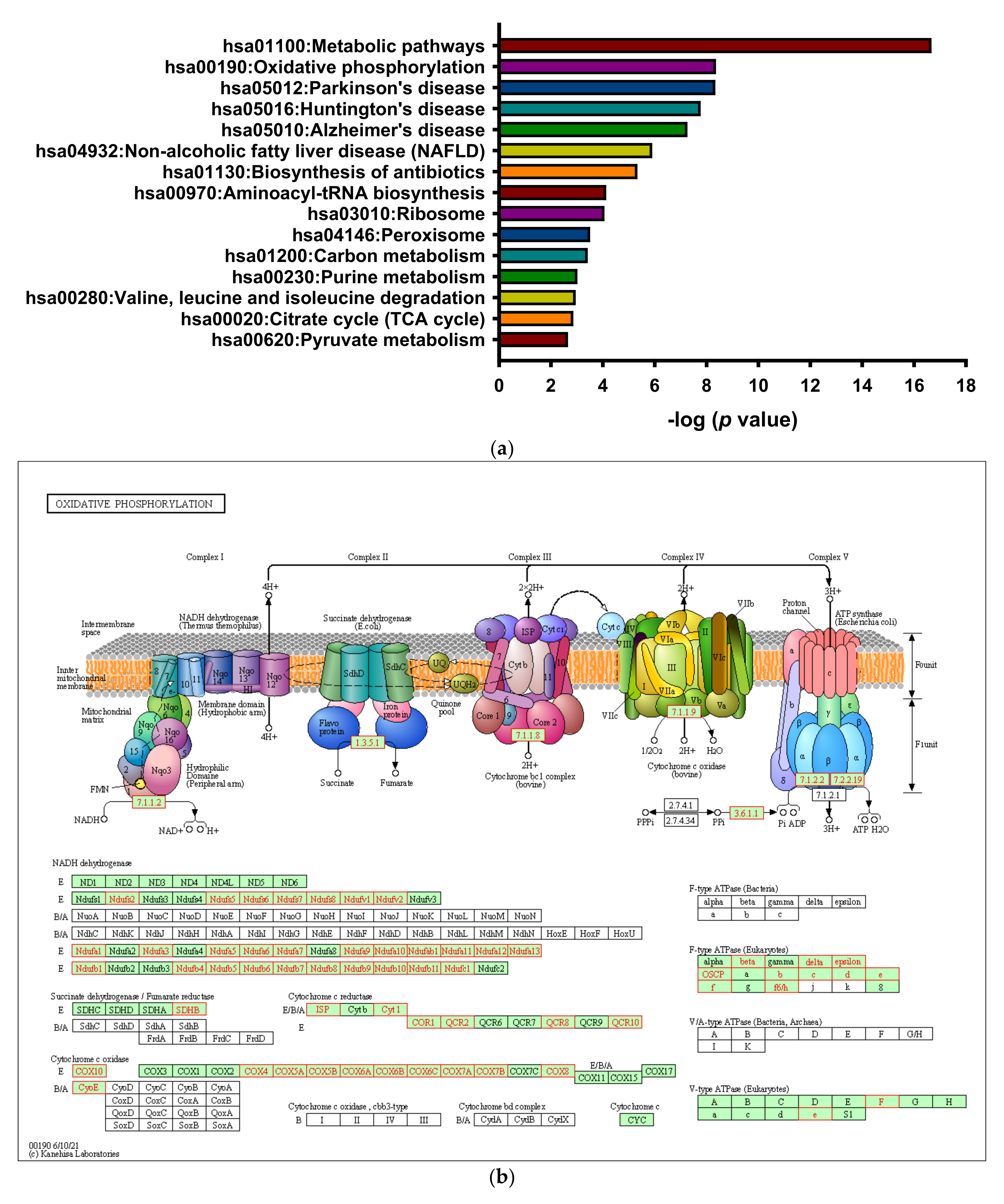 Biomedicines 09 01907 g006a Biomedicines 09 01907 g006a
