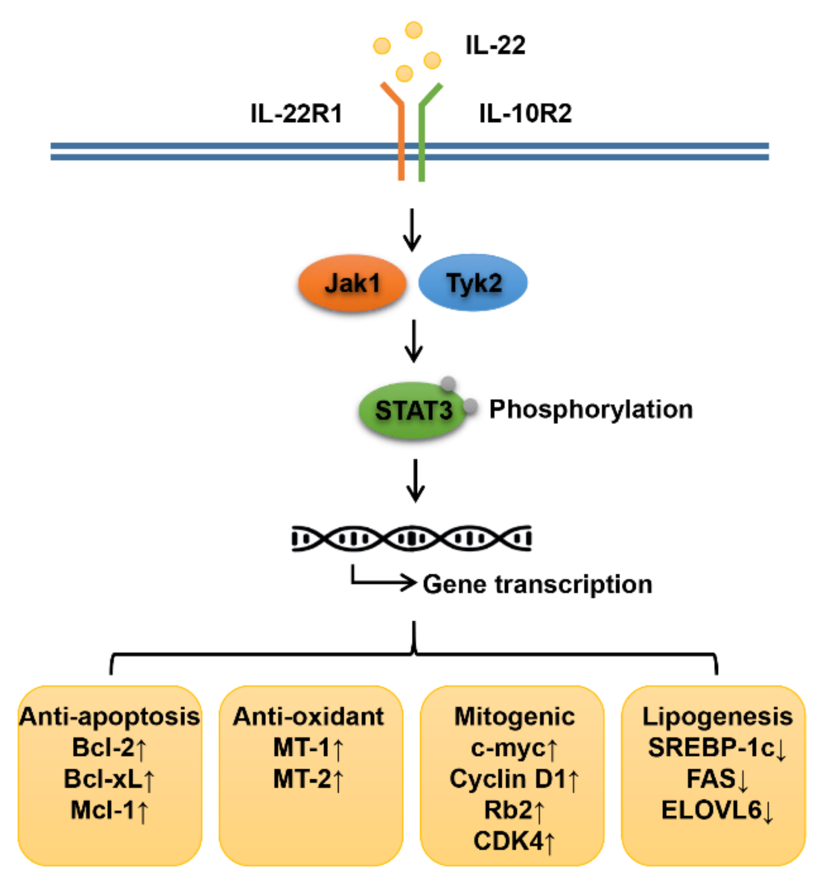 Biomedicines 09 01912 g002