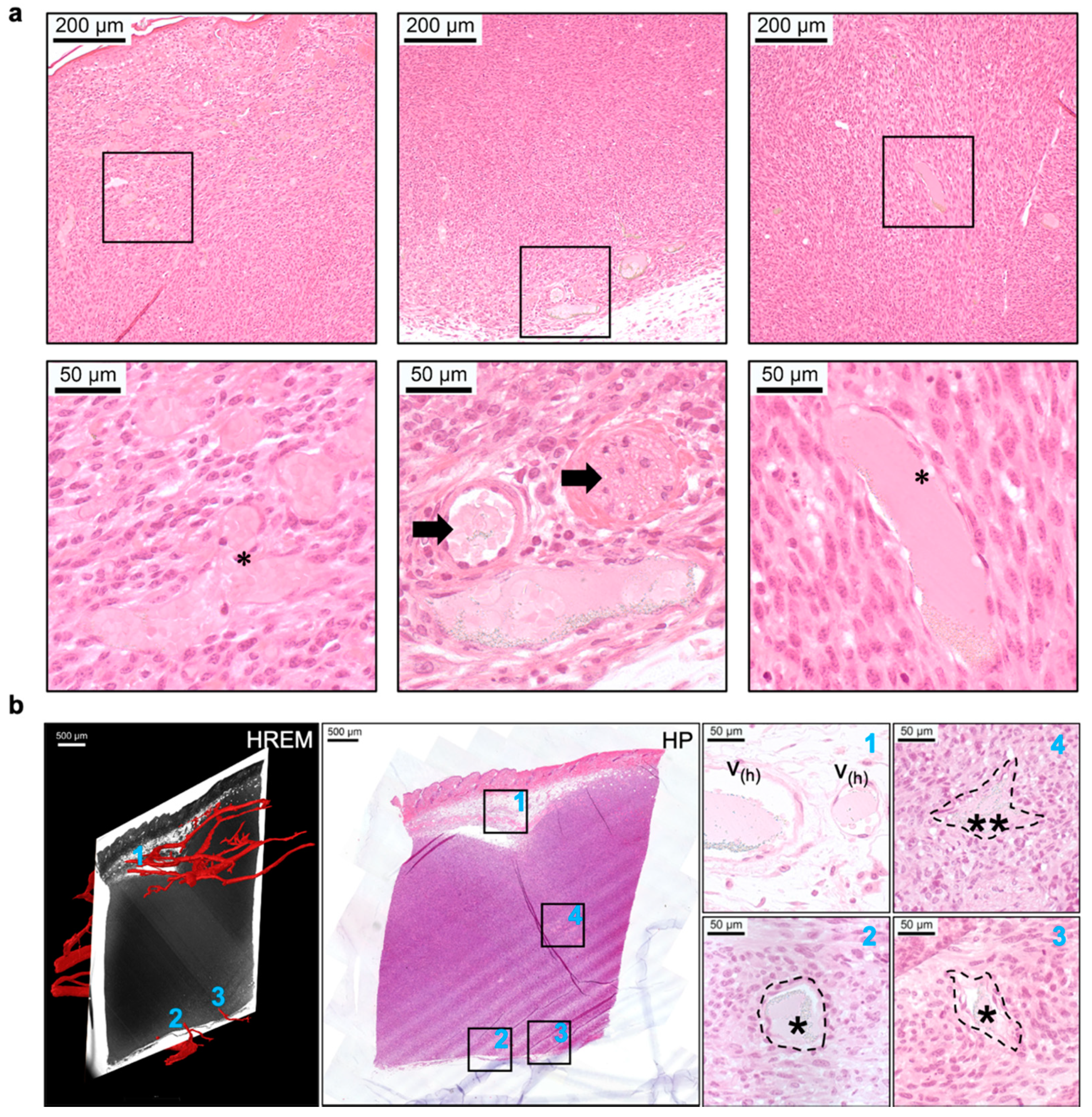 Biomedicines 09 01918 g006 550