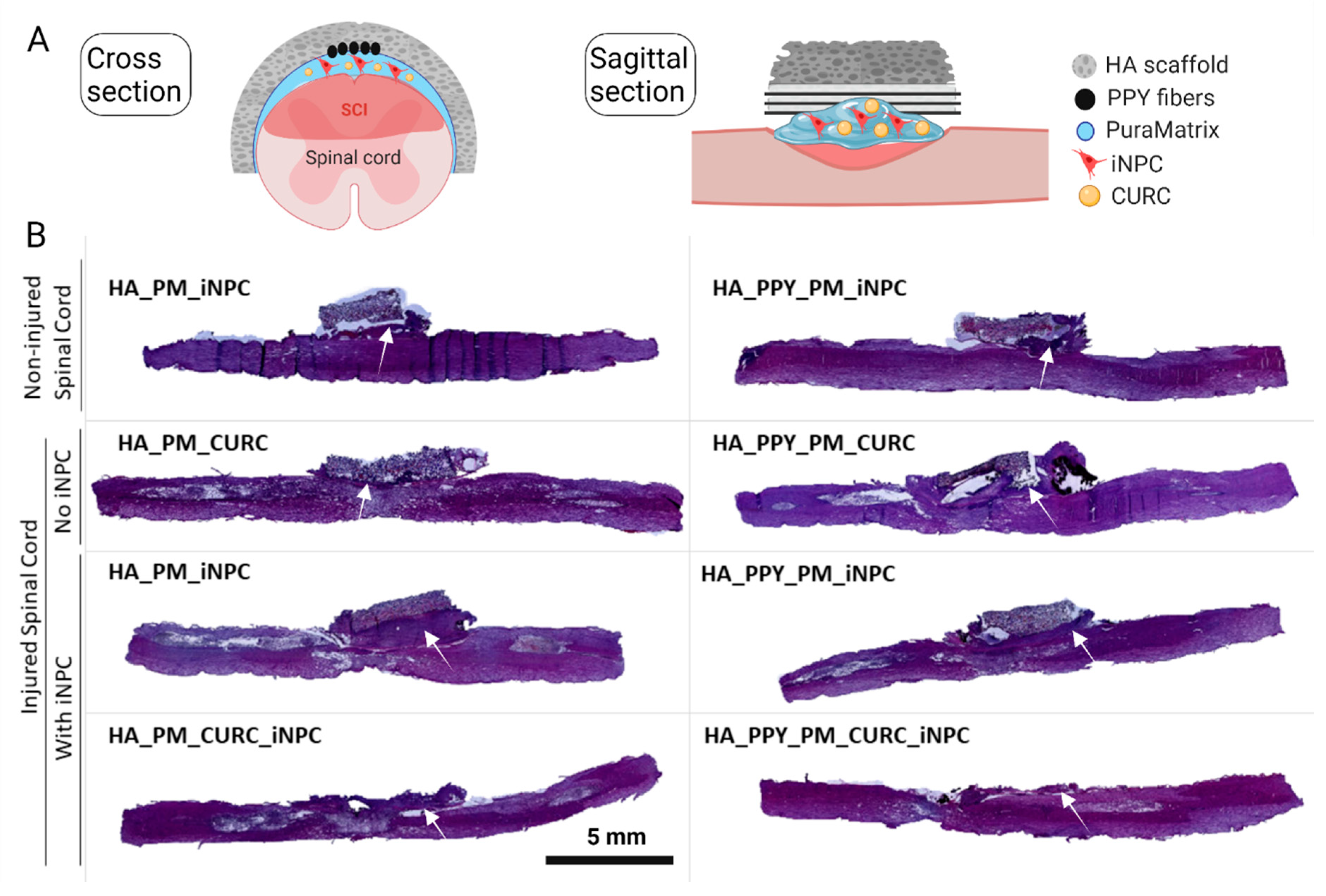 Biomedicines 09 01928 g005 Biomedicines 09 01928 g005