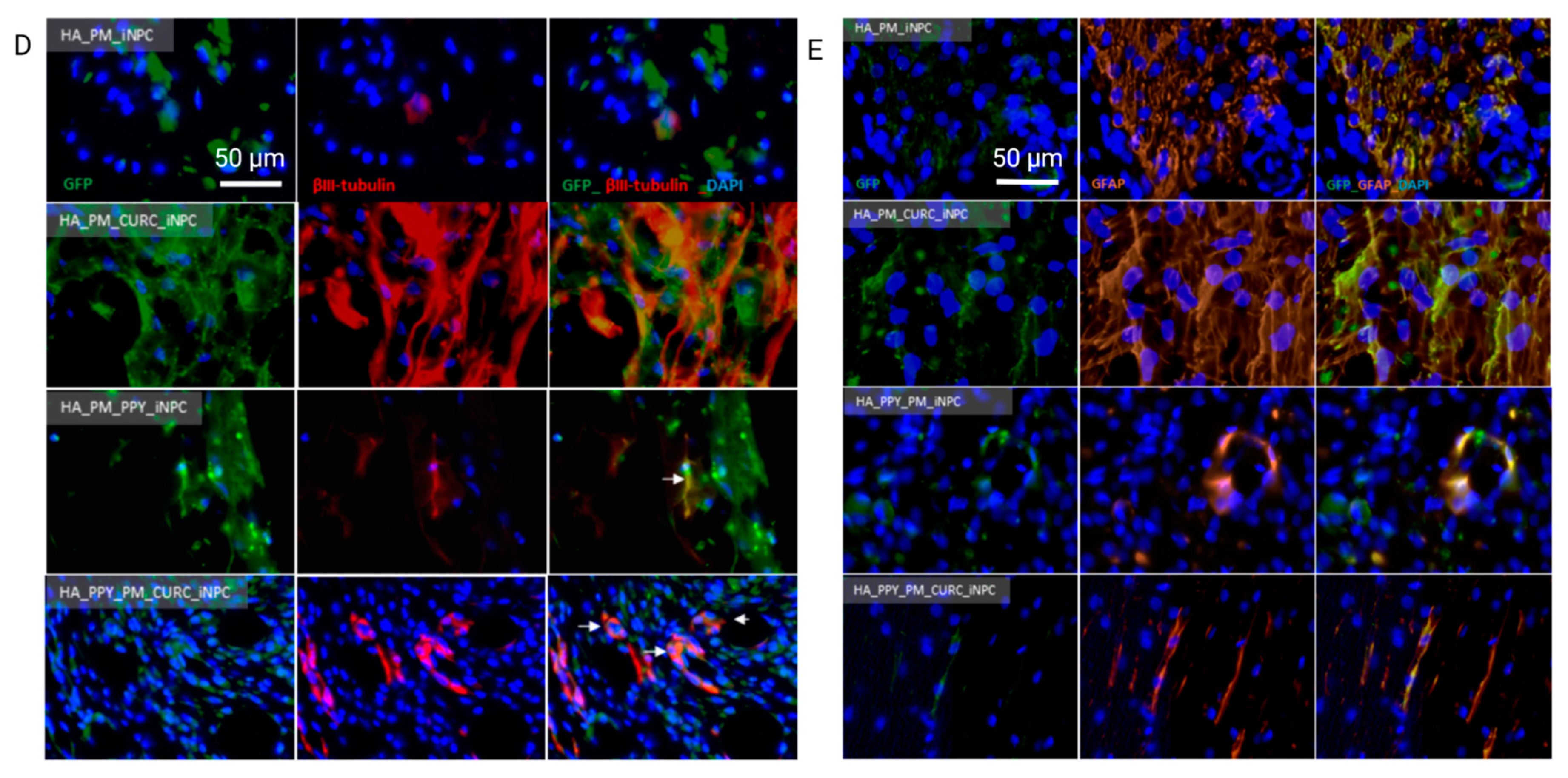 Biomedicines 09 01928 g006b Biomedicines 09 01928 g006b