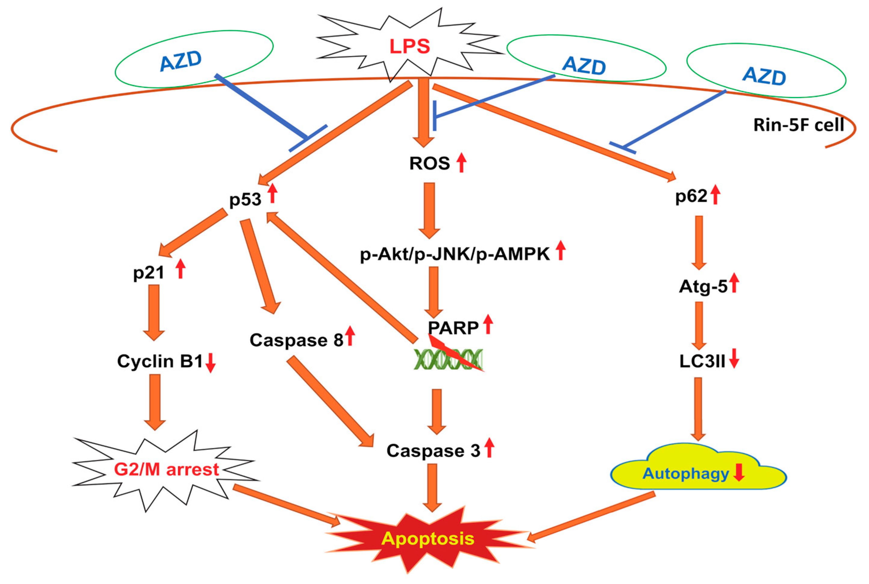 Biomedicines 09 01943 g008