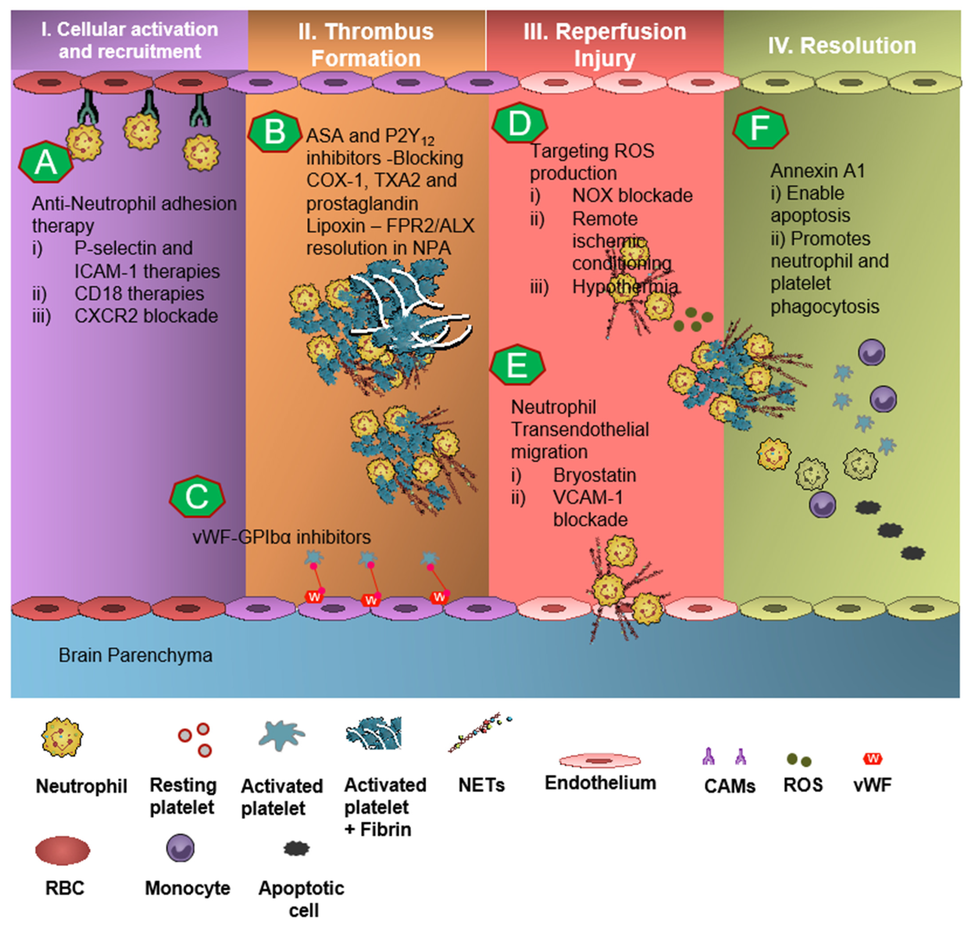 Biomedicines 09 01945 g003 550