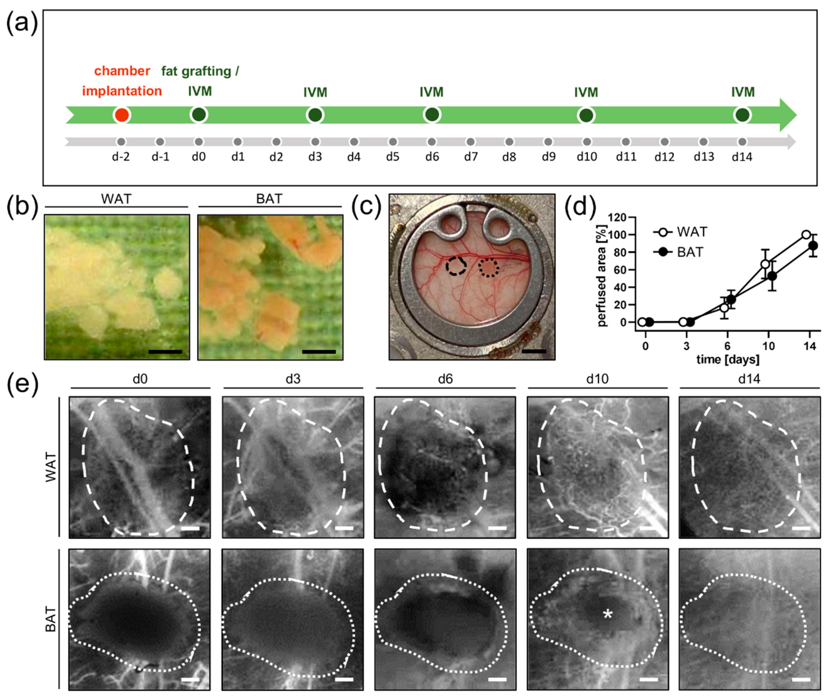 Biomedicines 10 00023 g001