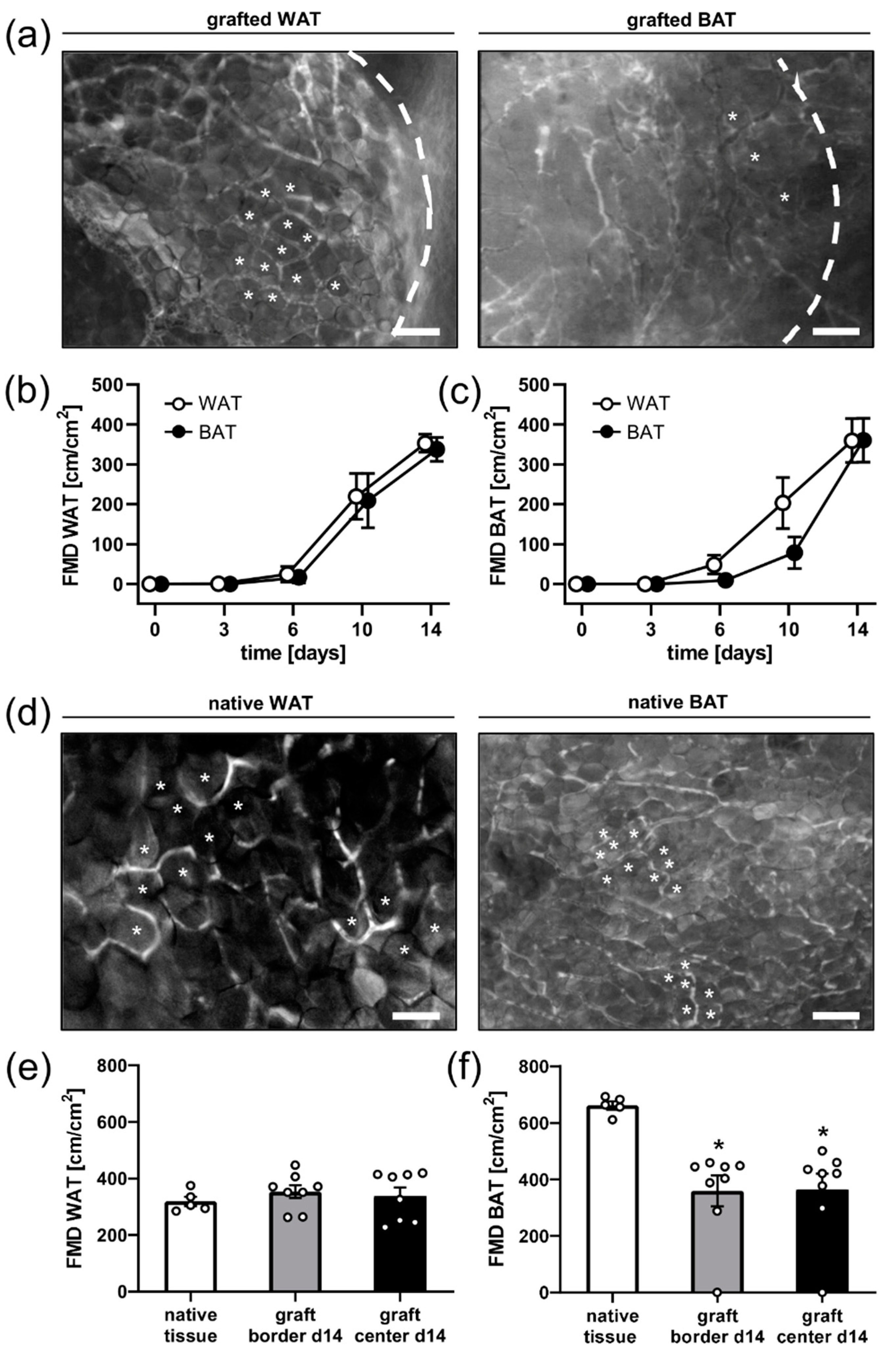 Biomedicines 10 00023 g002