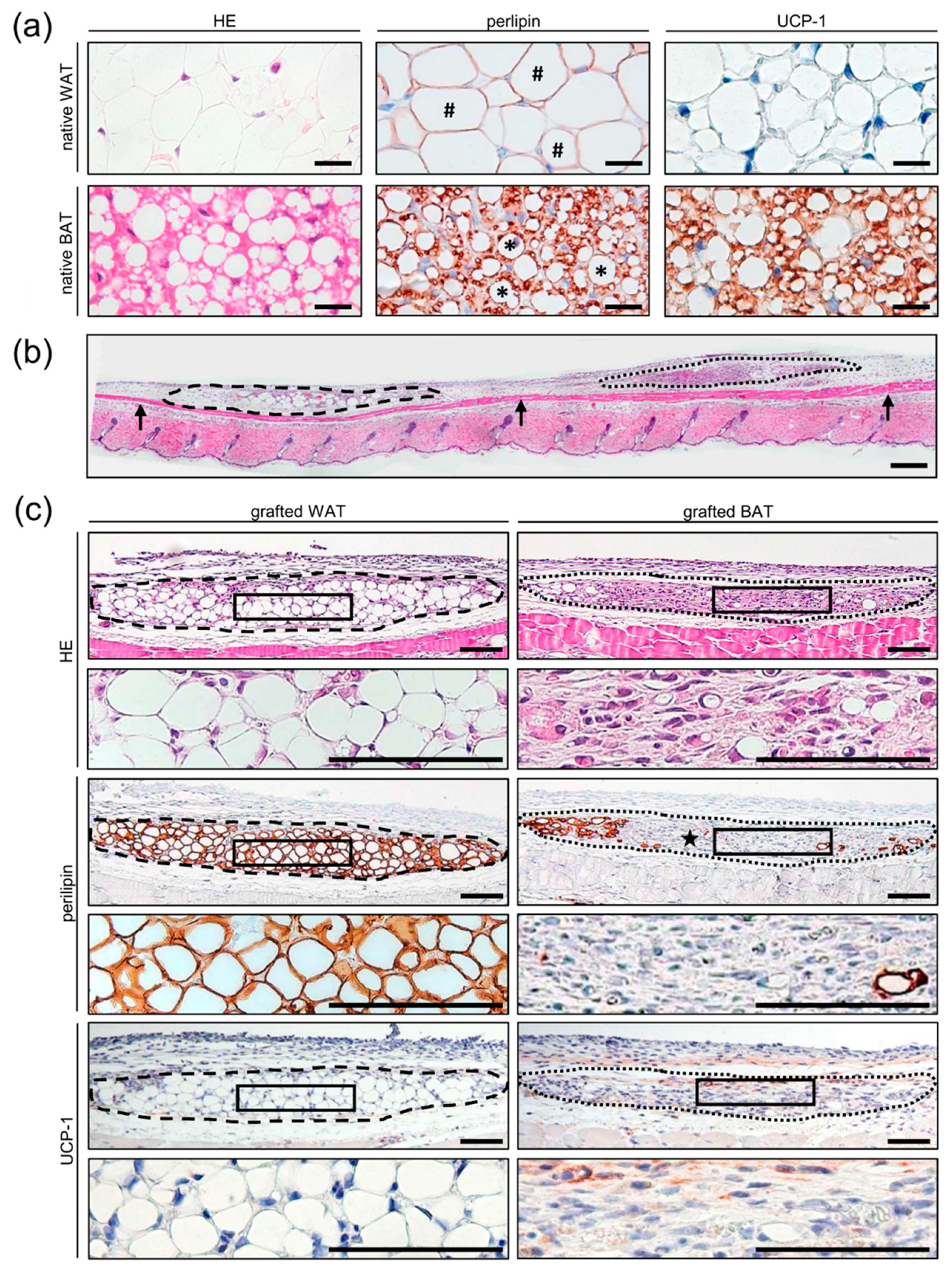 Biomedicines 10 00023 g003