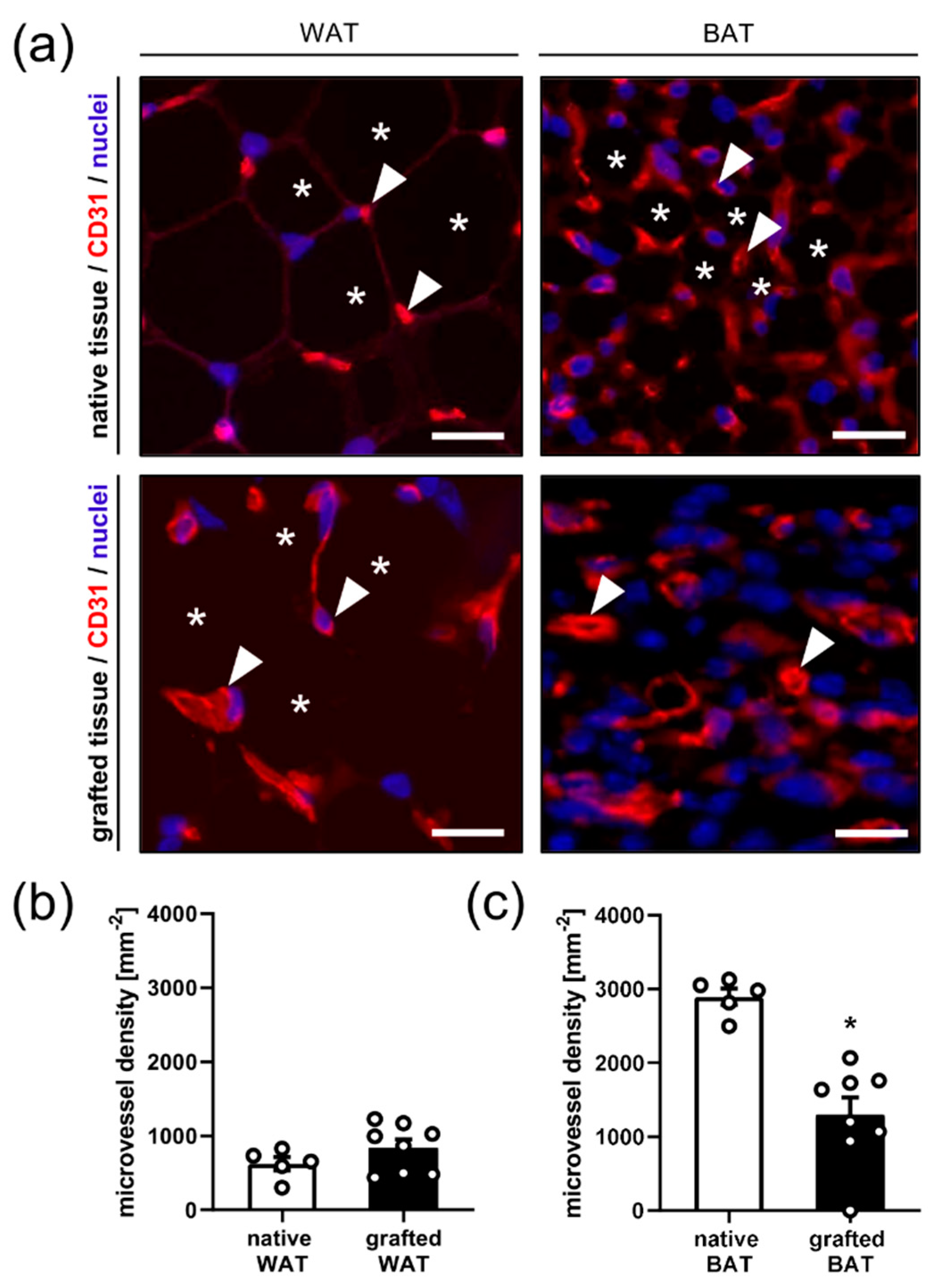 Biomedicines 10 00023 g004