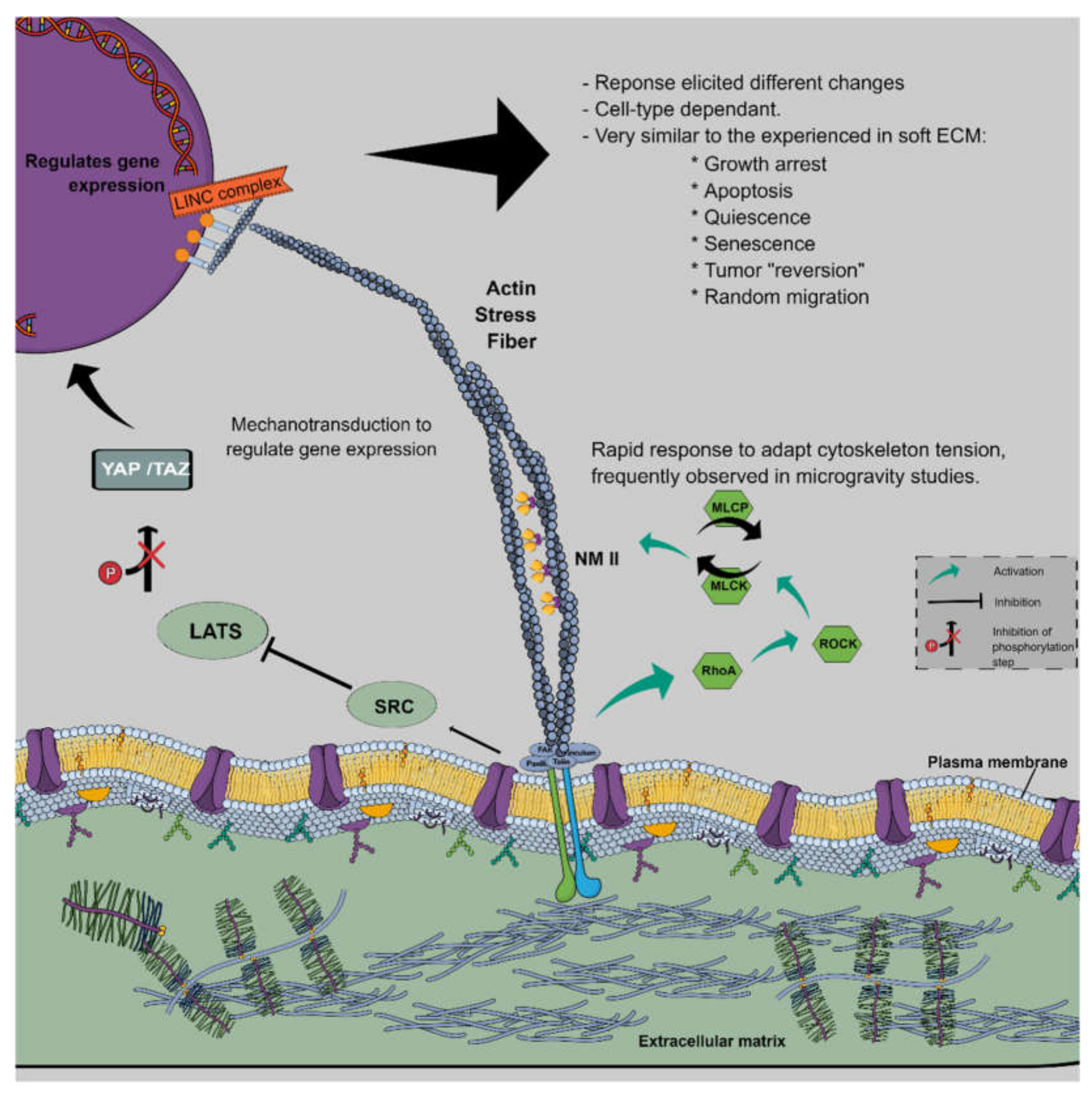 Biomedicines 10 00025 g003 Biomedicines 10 00025 g003