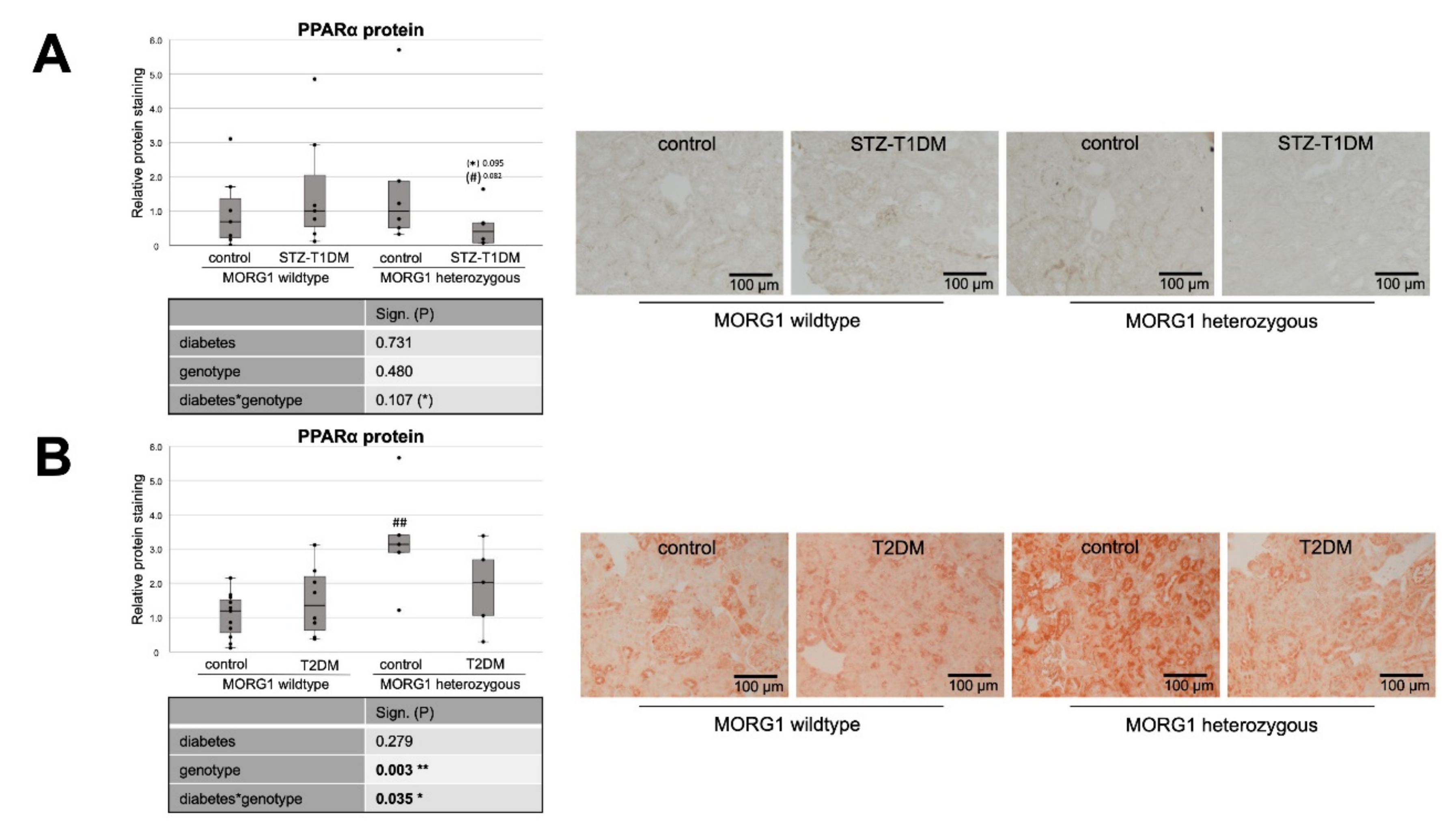 Biomedicines 10 00030 g004