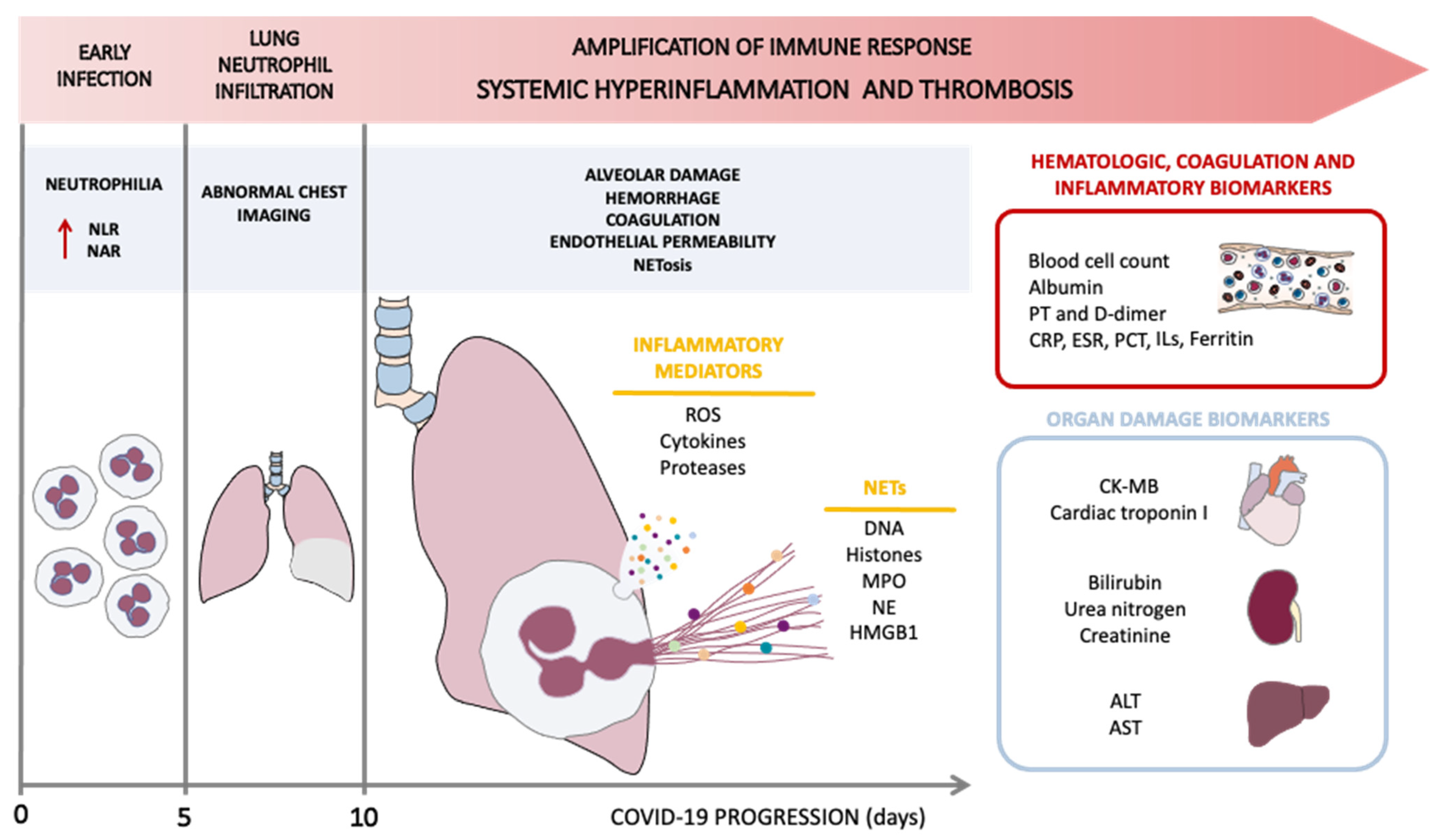 Biomedicines 10 00031 g001 550