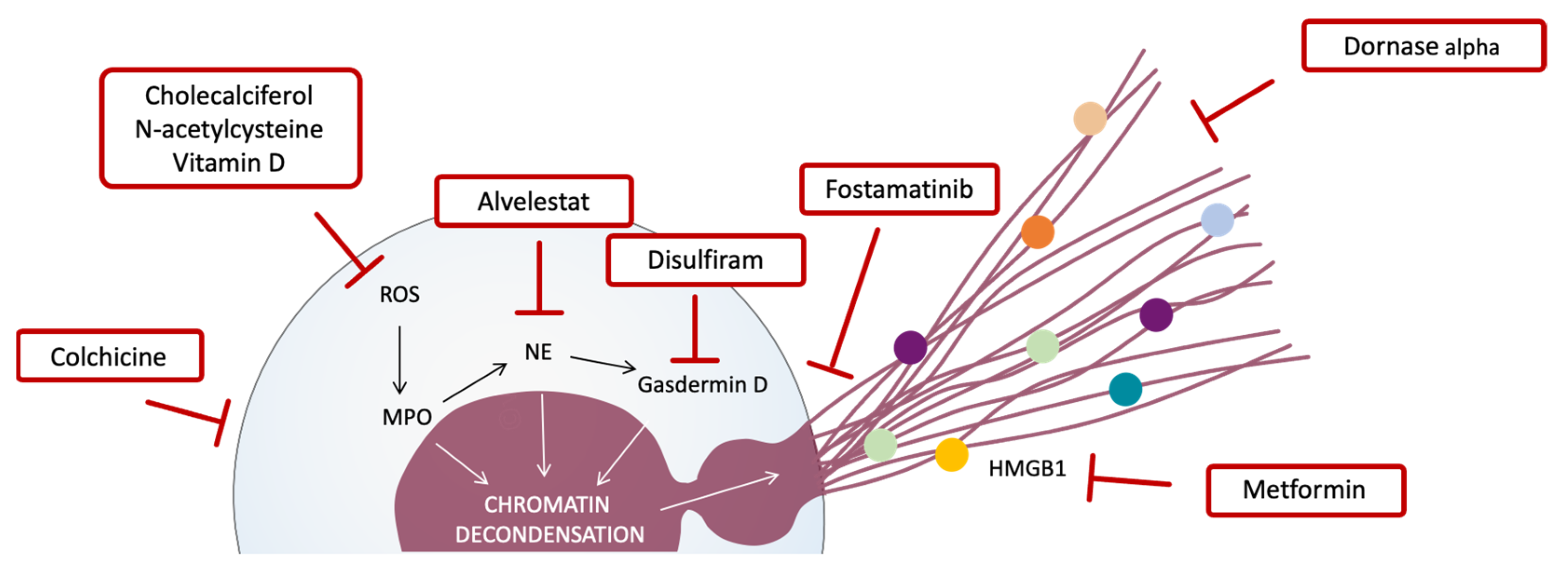 Biomedicines 10 00031 g002 550