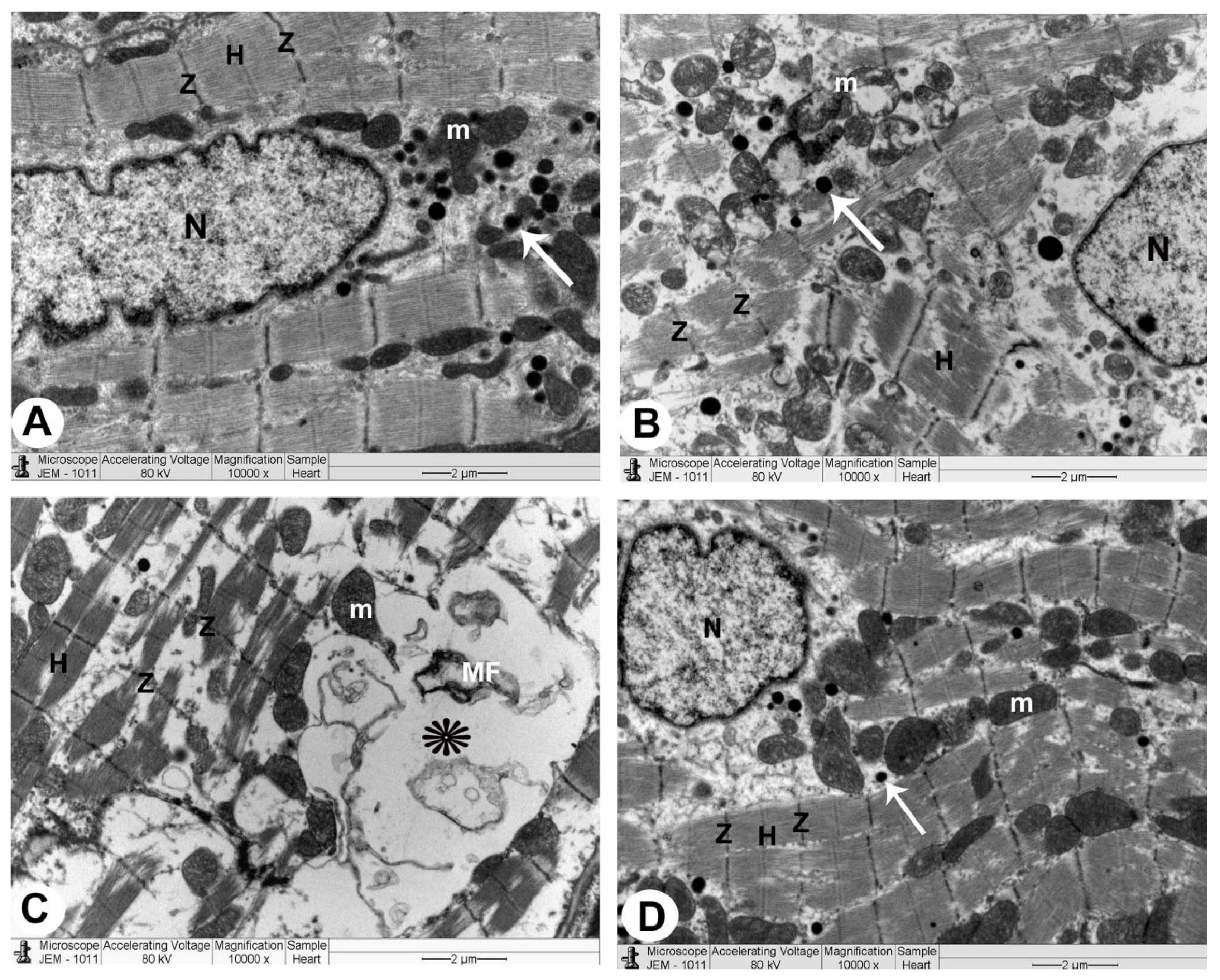 Biomedicines 10 00039 g004 Biomedicines 10 00039 g004