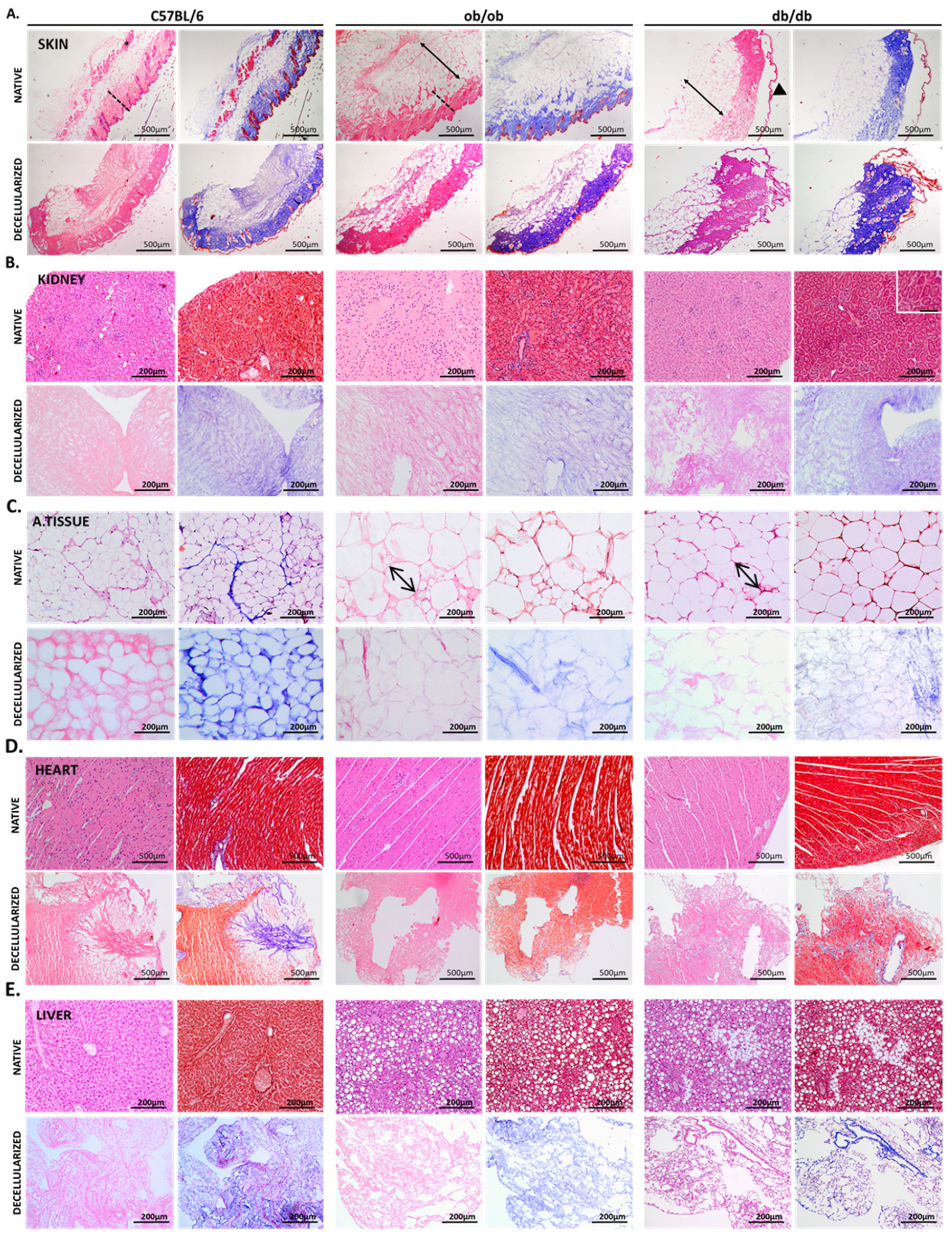 Biomedicines 10 00057 g002