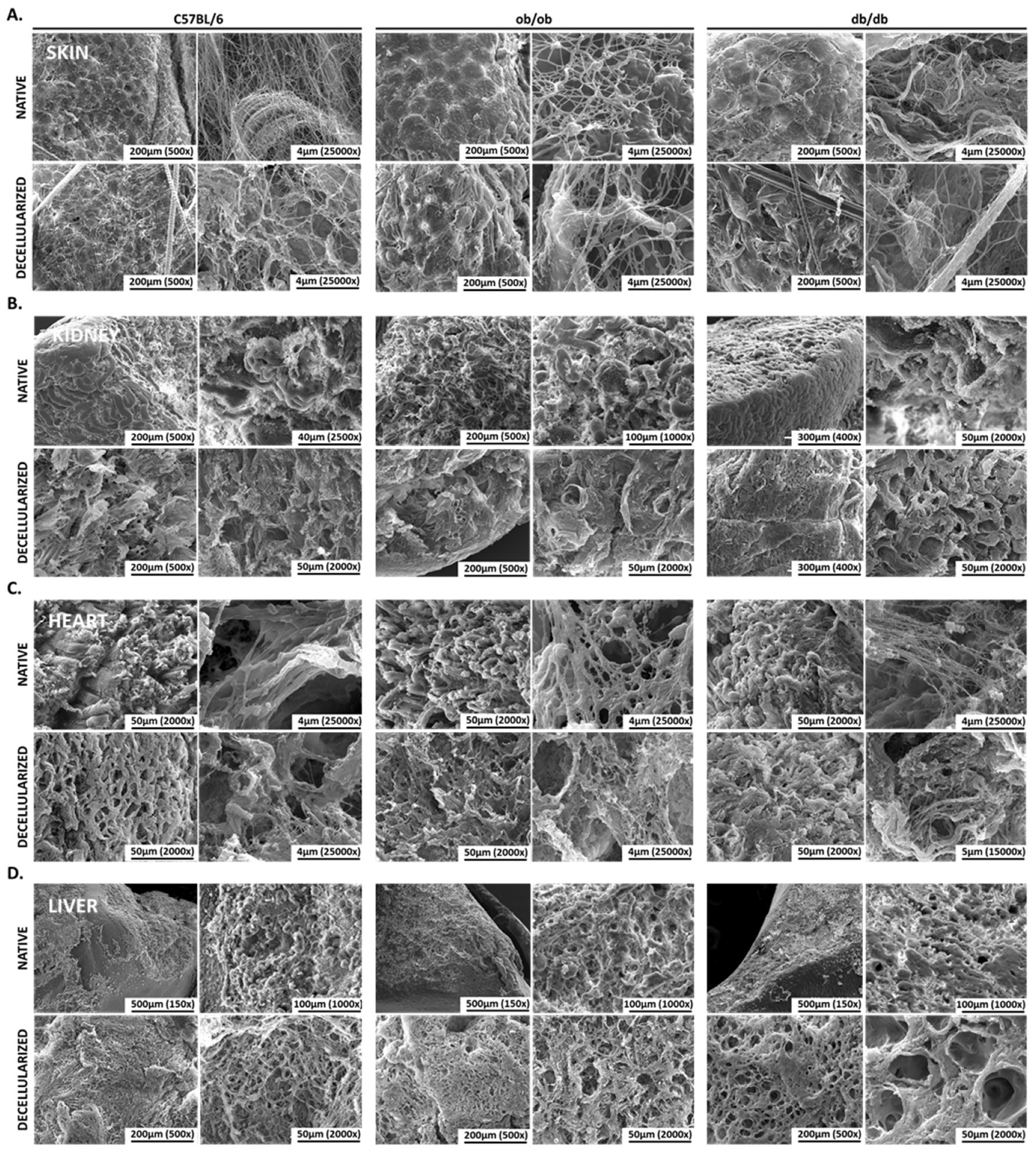 Biomedicines 10 00057 g003