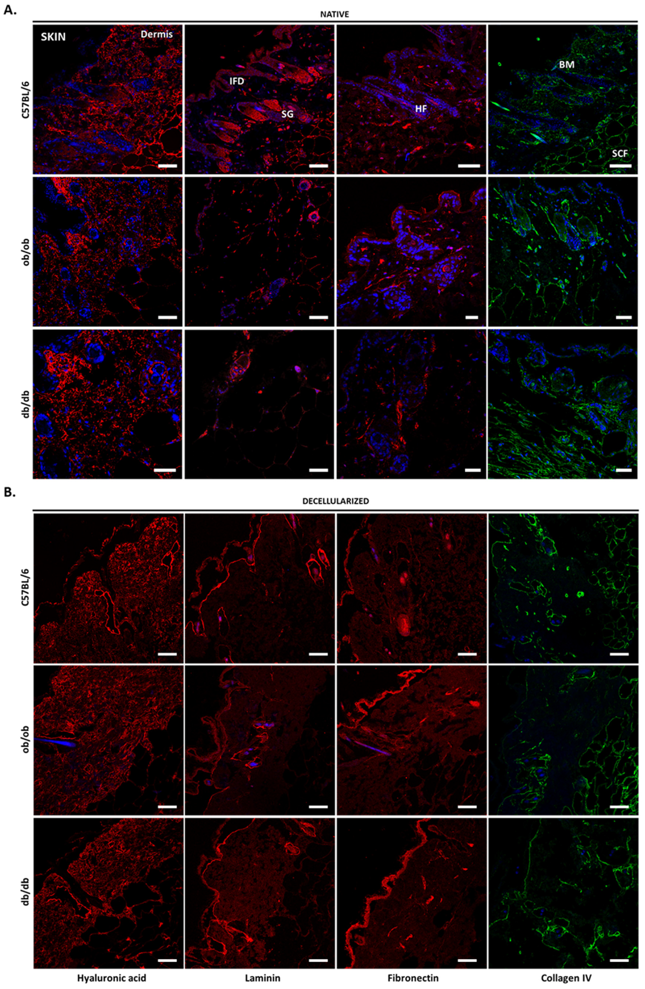 Biomedicines 10 00057 g004