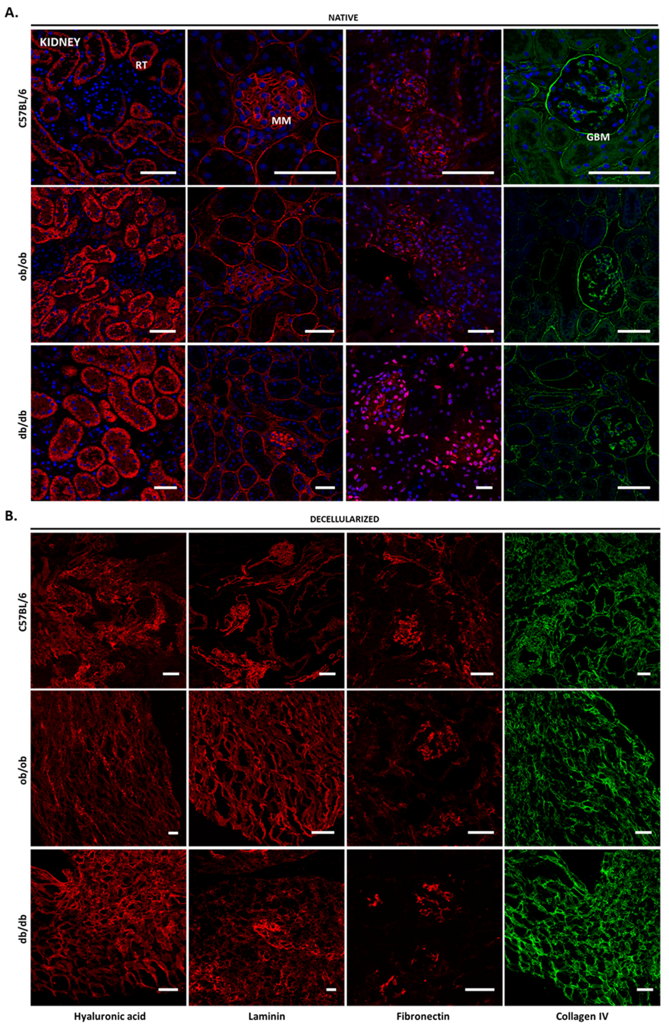 Biomedicines 10 00057 g005