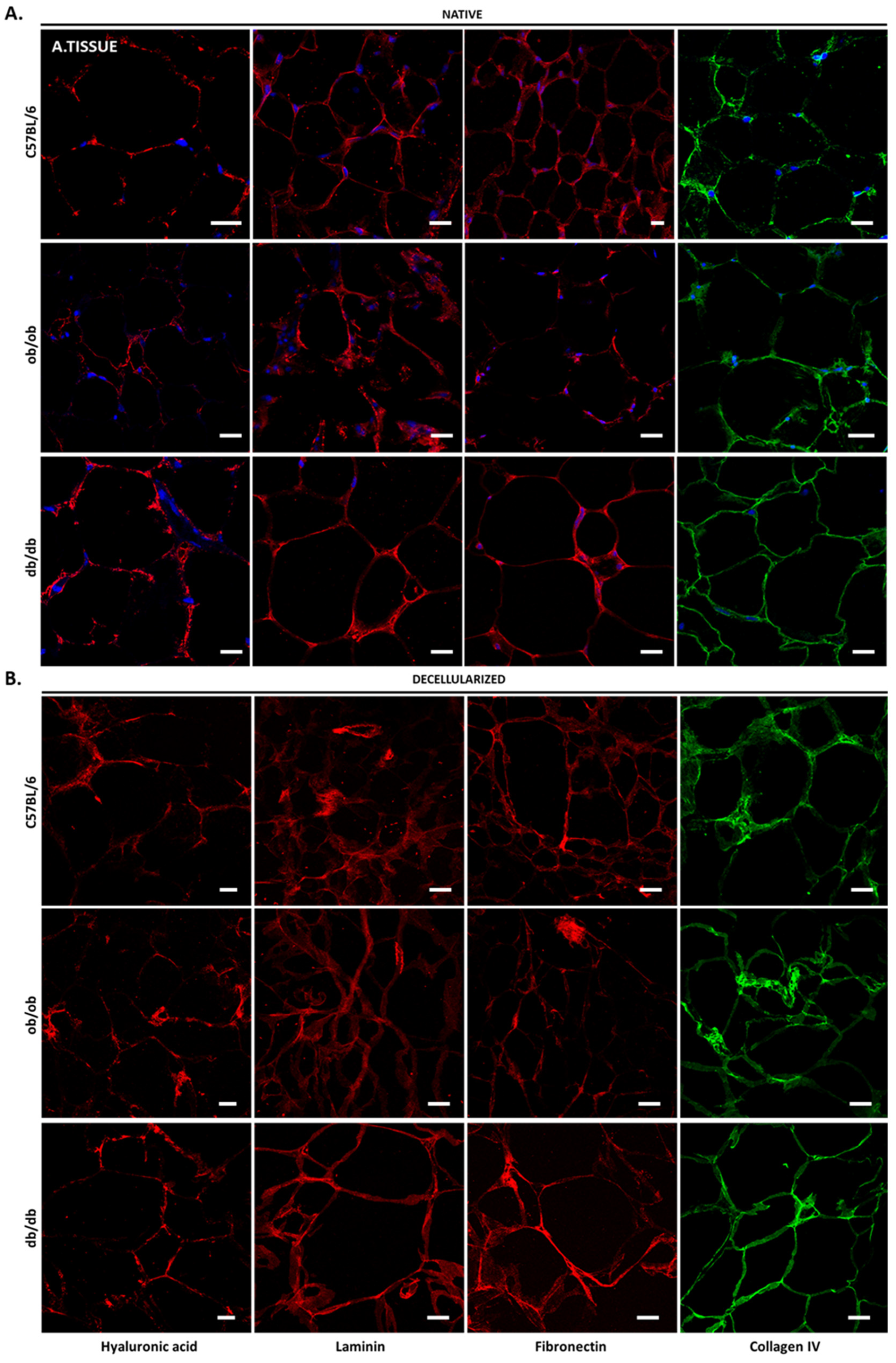 Biomedicines 10 00057 g006