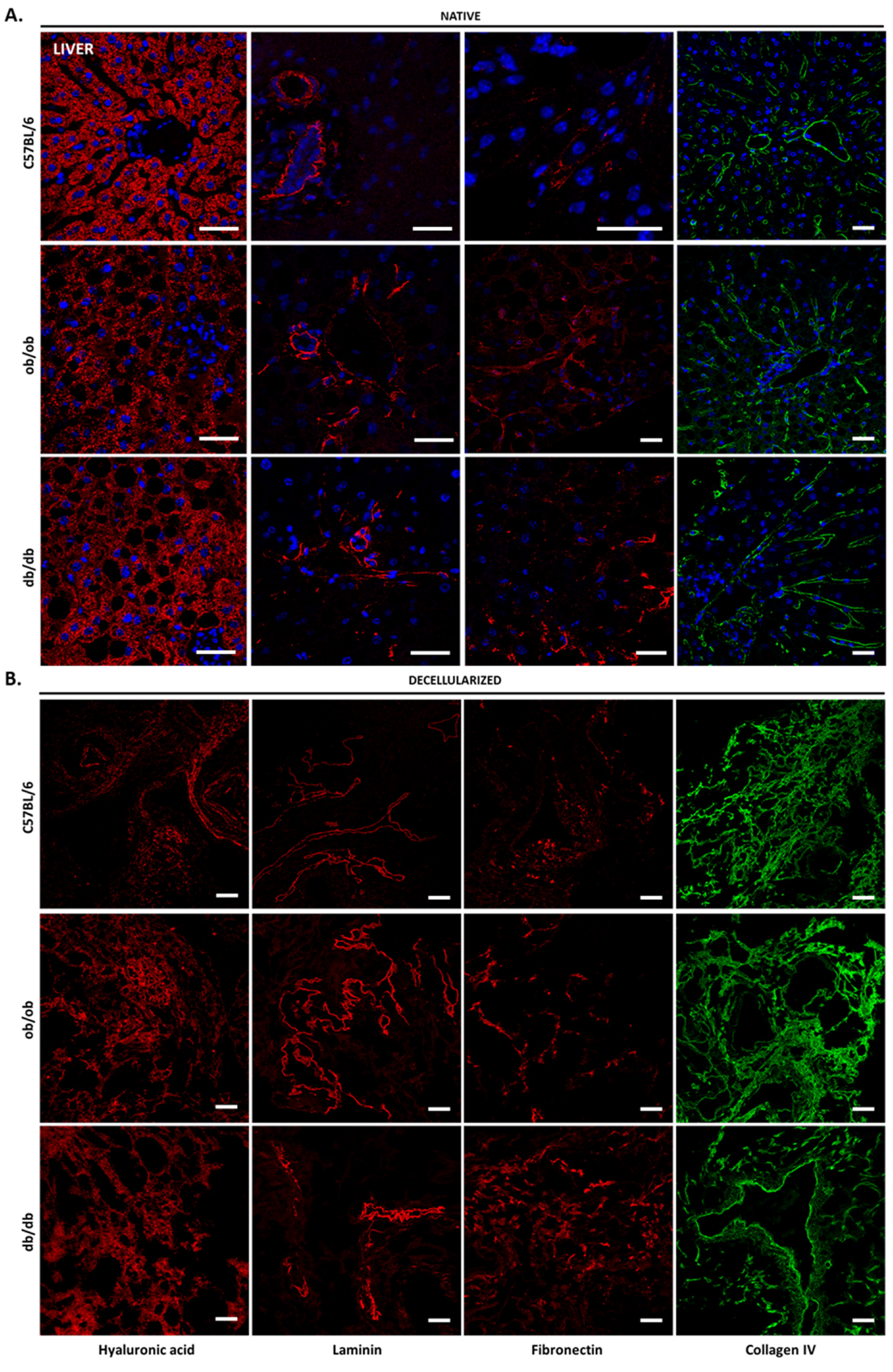 Biomedicines 10 00057 g007