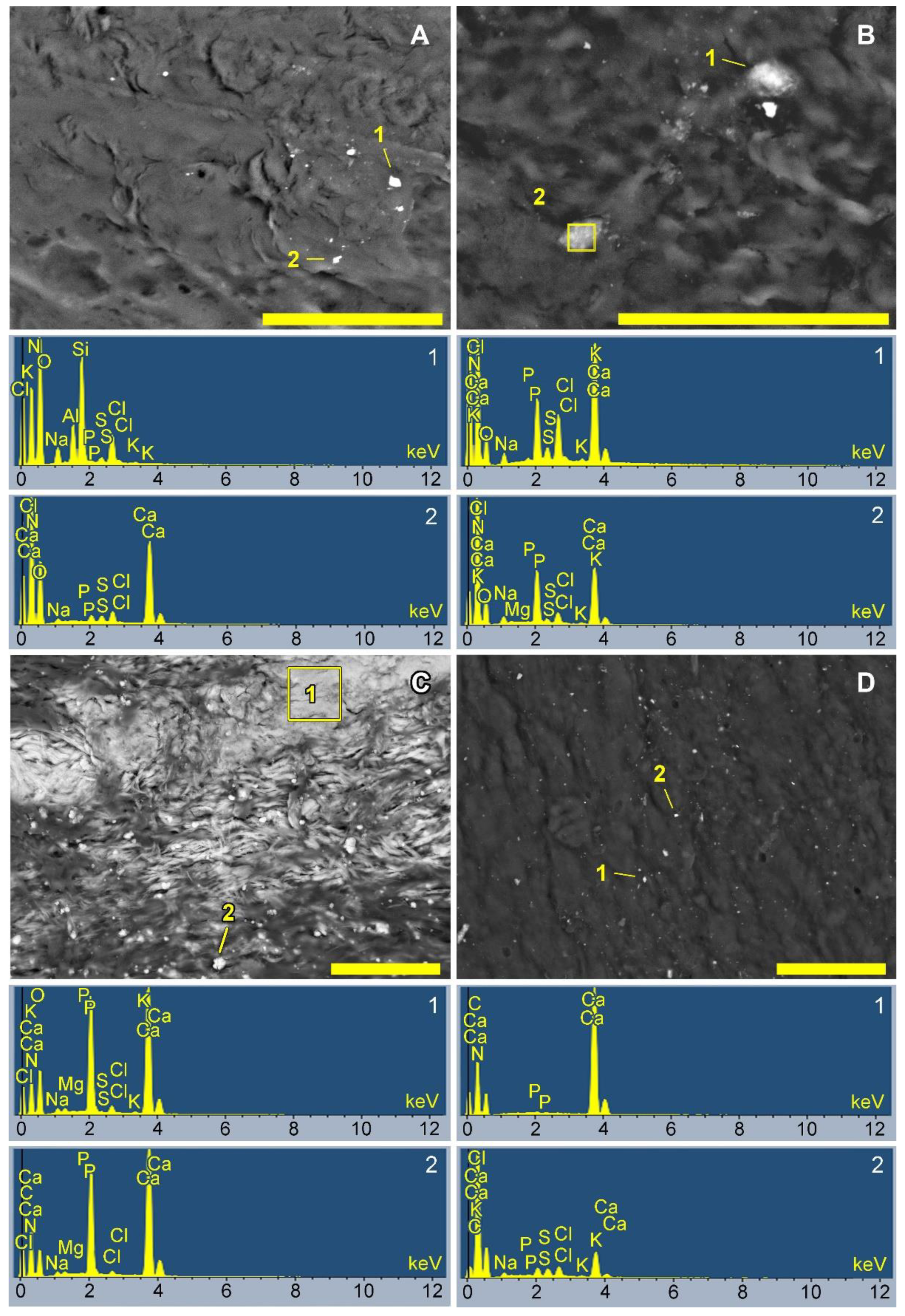 Biomedicines 10 00065 g010