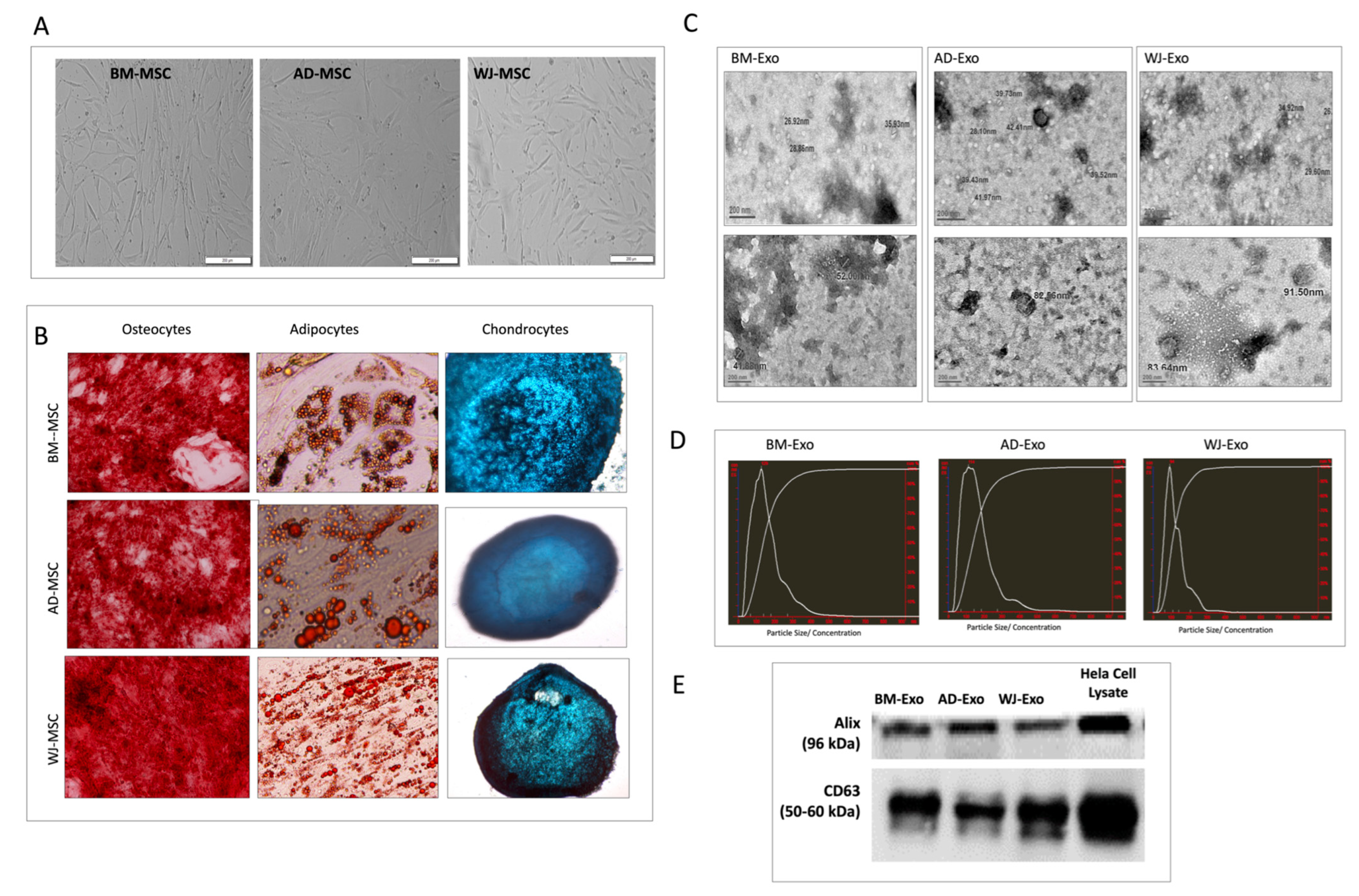 Biomedicines 10 00069 g001 550