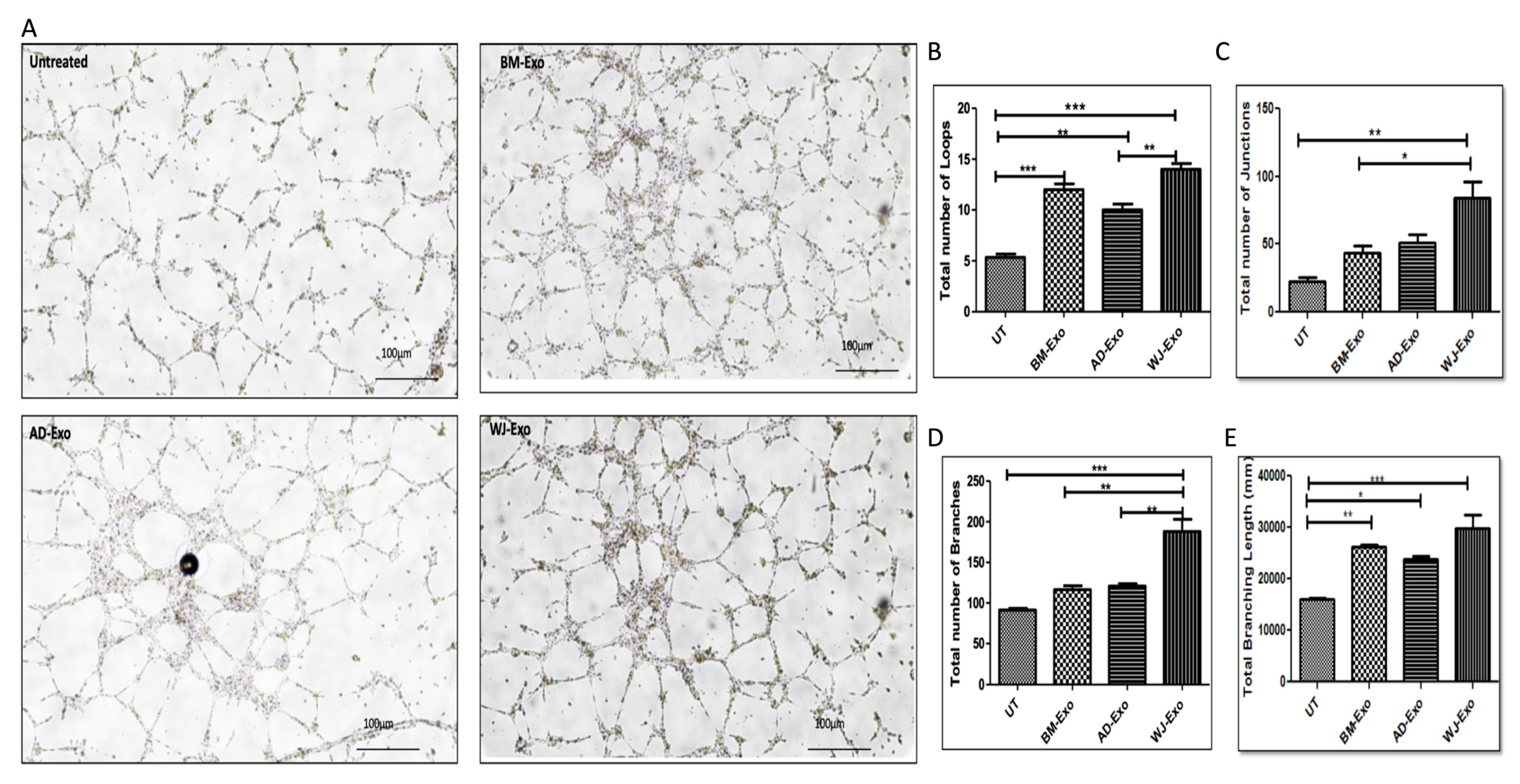 Biomedicines 10 00069 g007 550