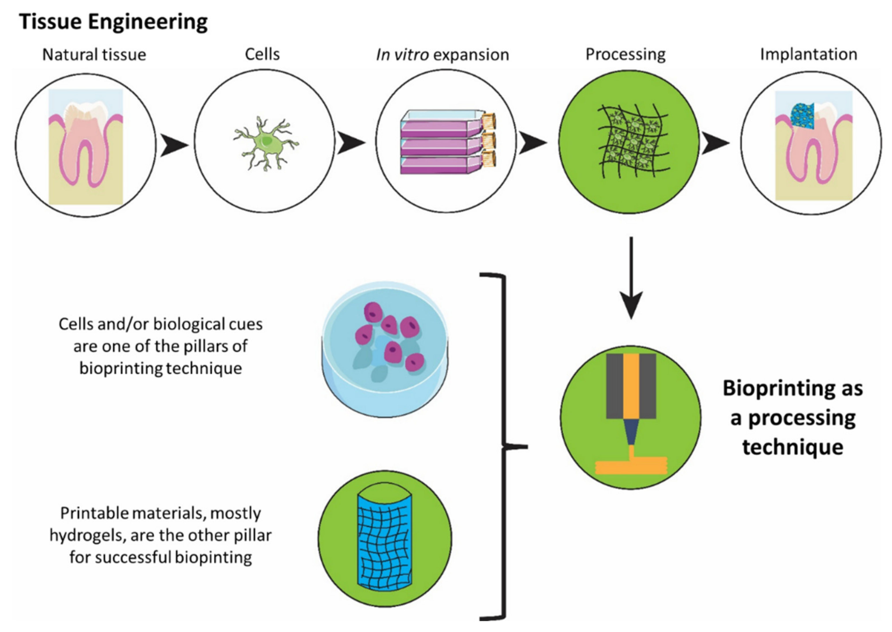 Biomedicines 10 00071 g001 550