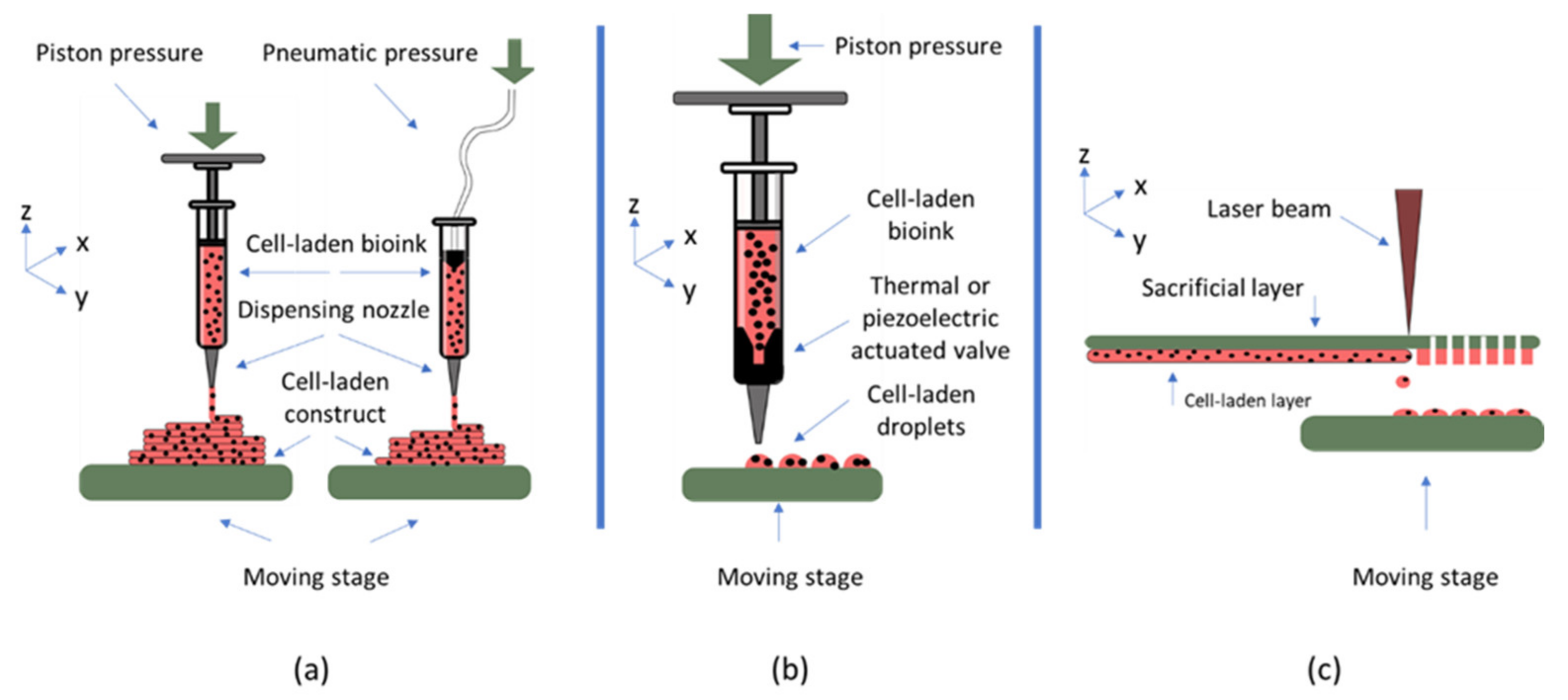 Biomedicines 10 00071 g002 550